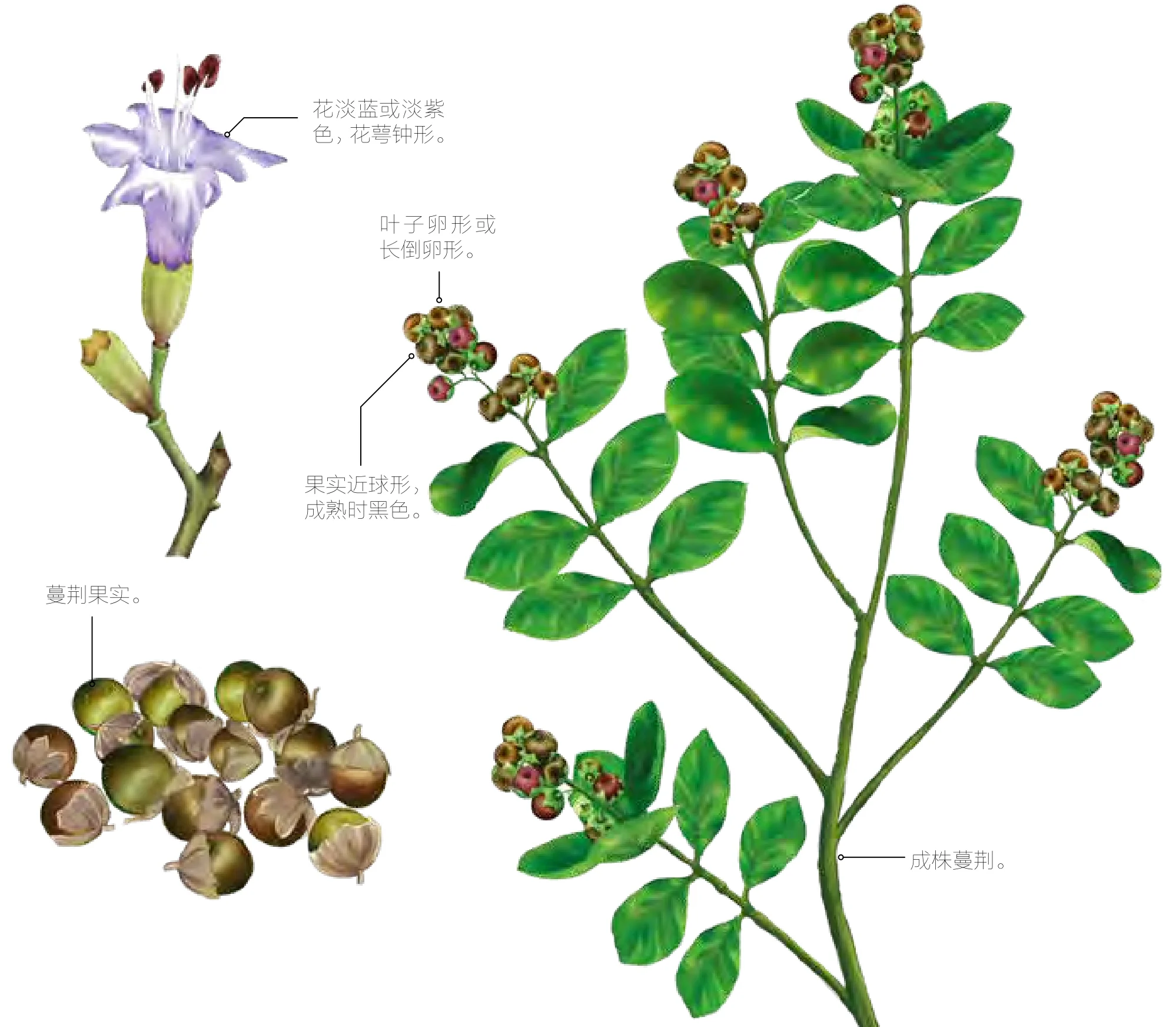 蔓荆实