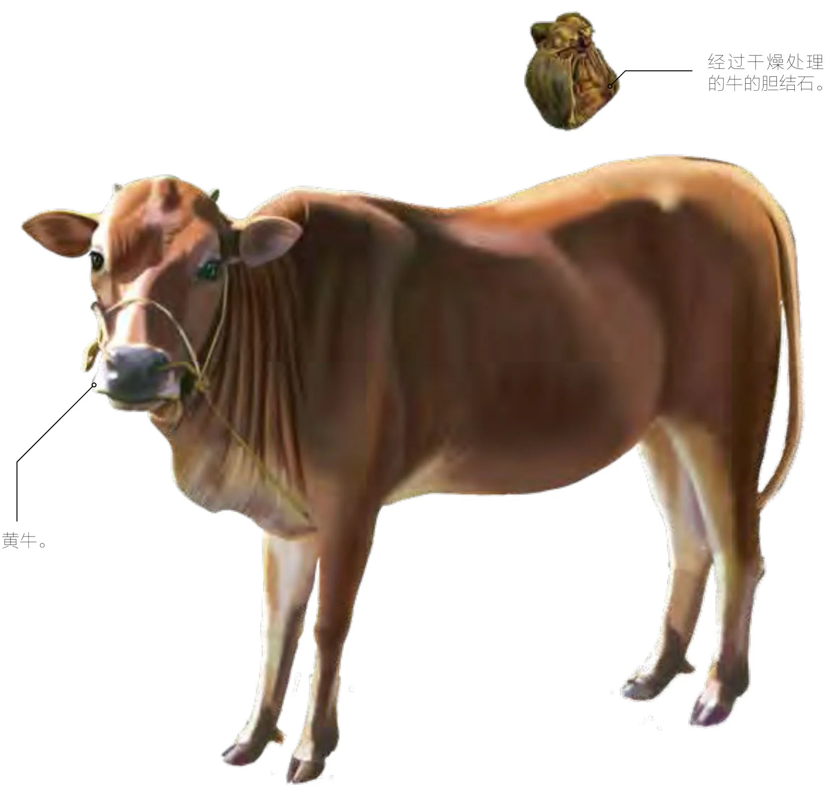 牛黄