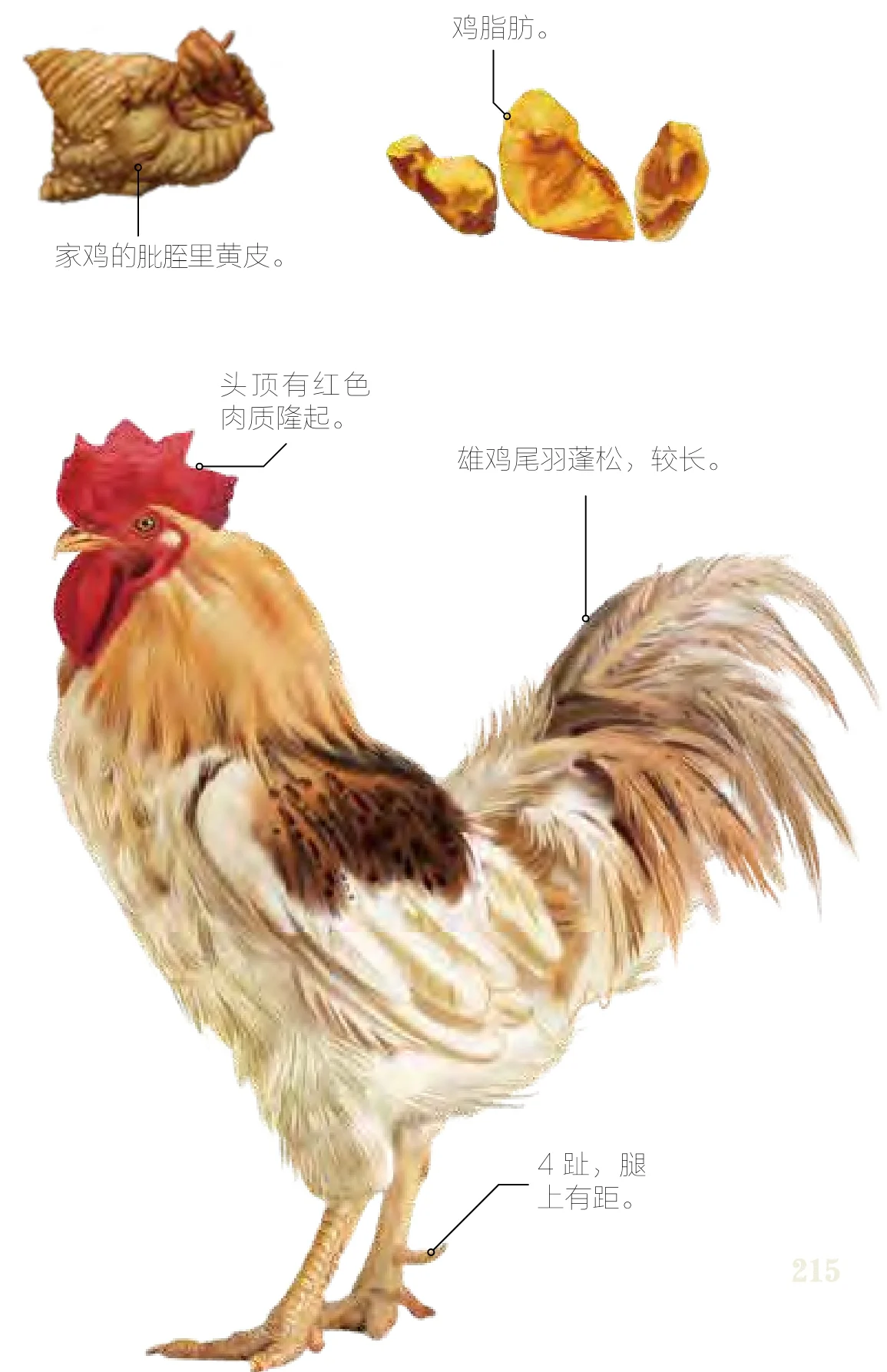 丹雄鸡