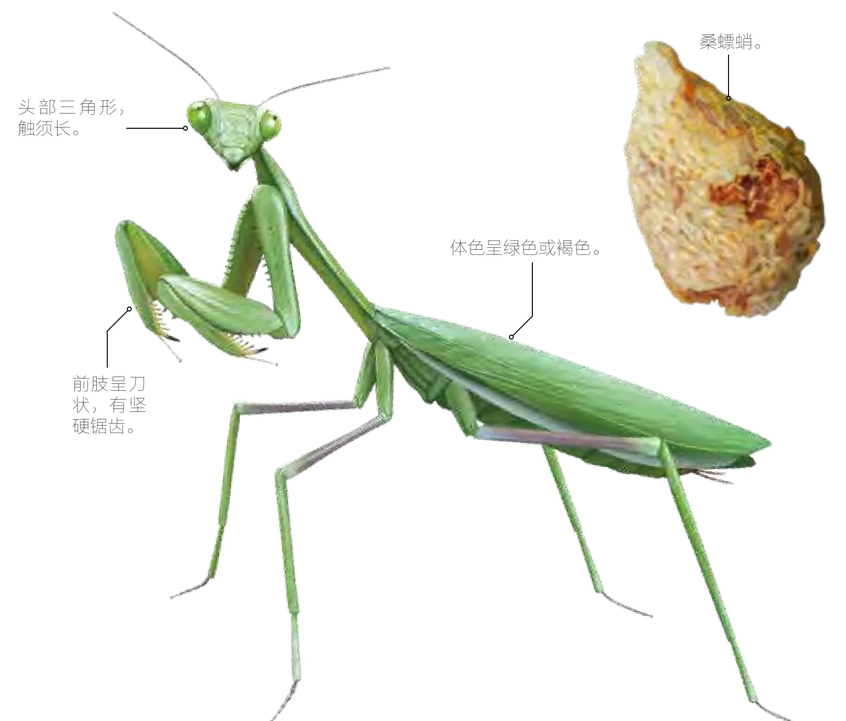 桑蜱蛸