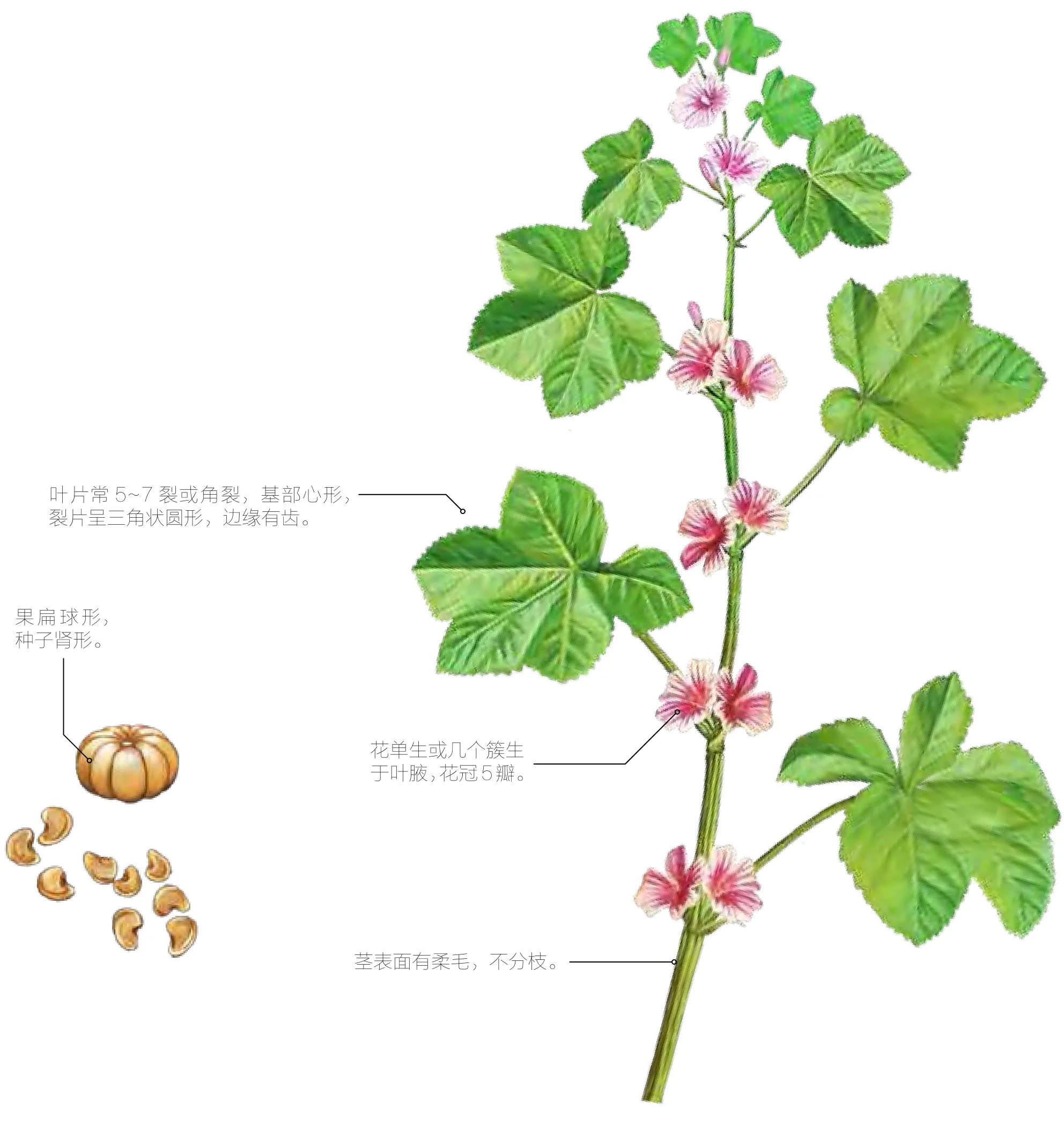 冬葵子