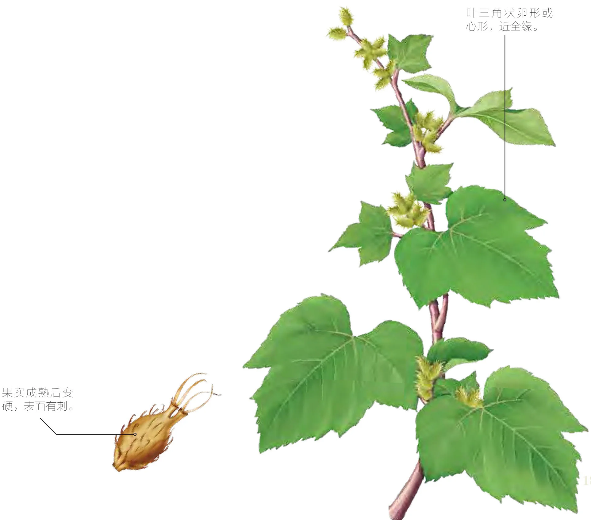 枲耳实