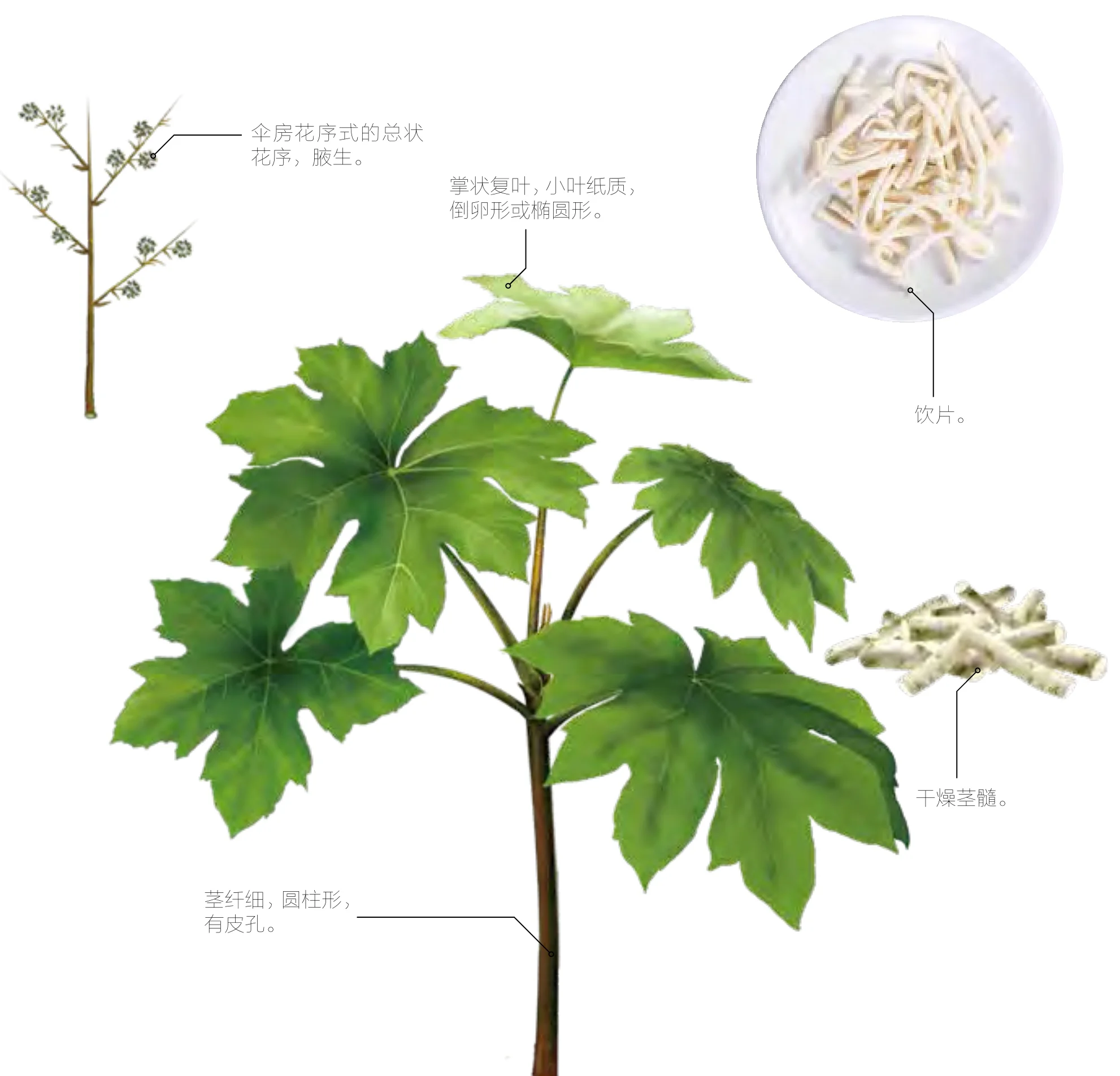通草