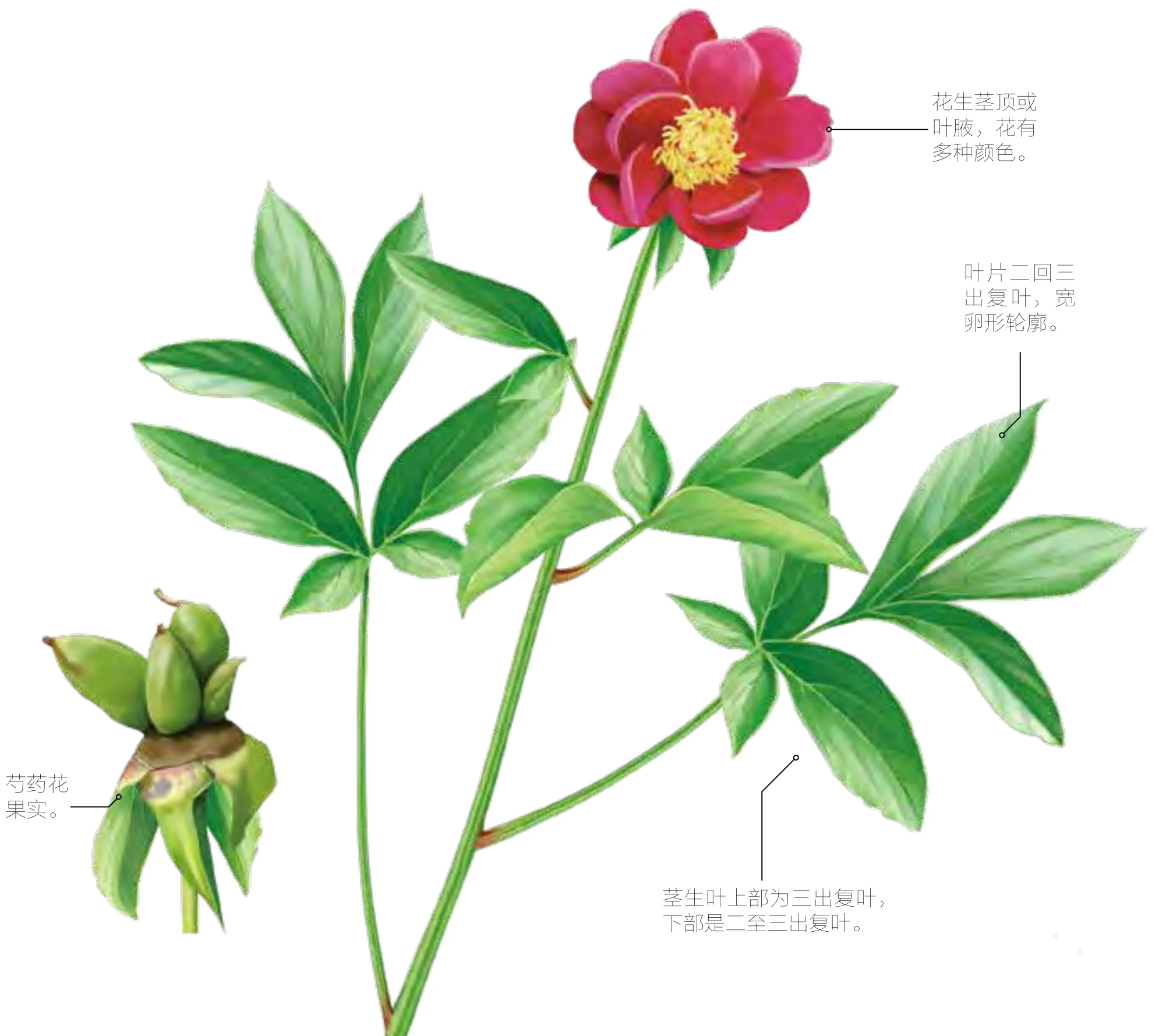 芍药