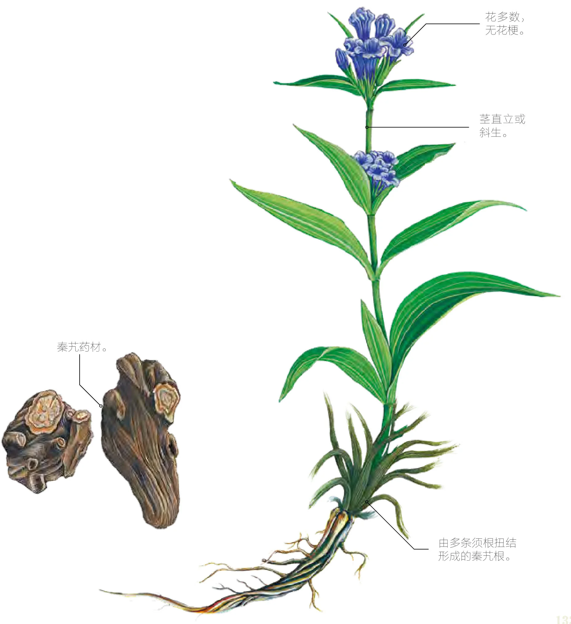 秦艽