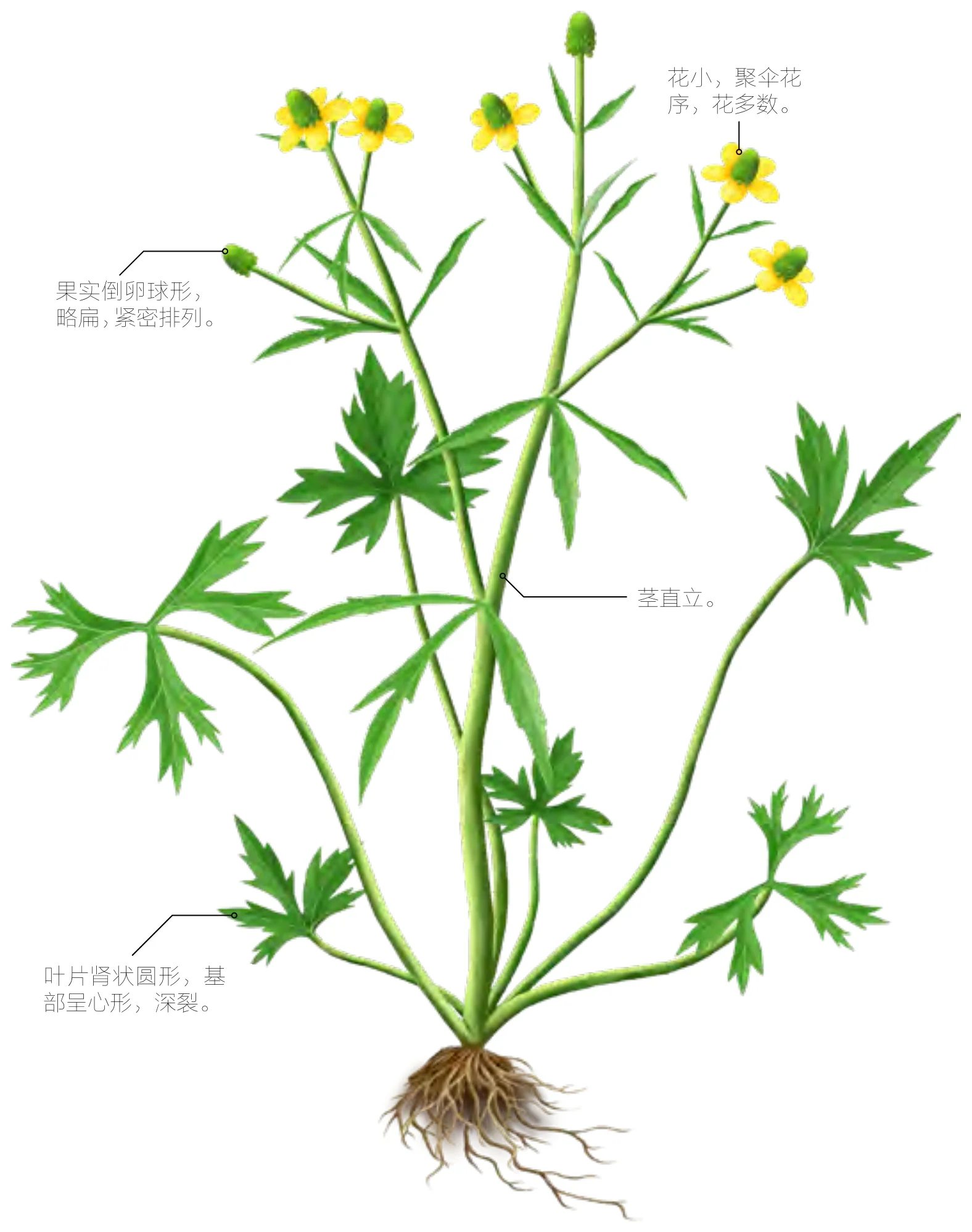 石龙芮