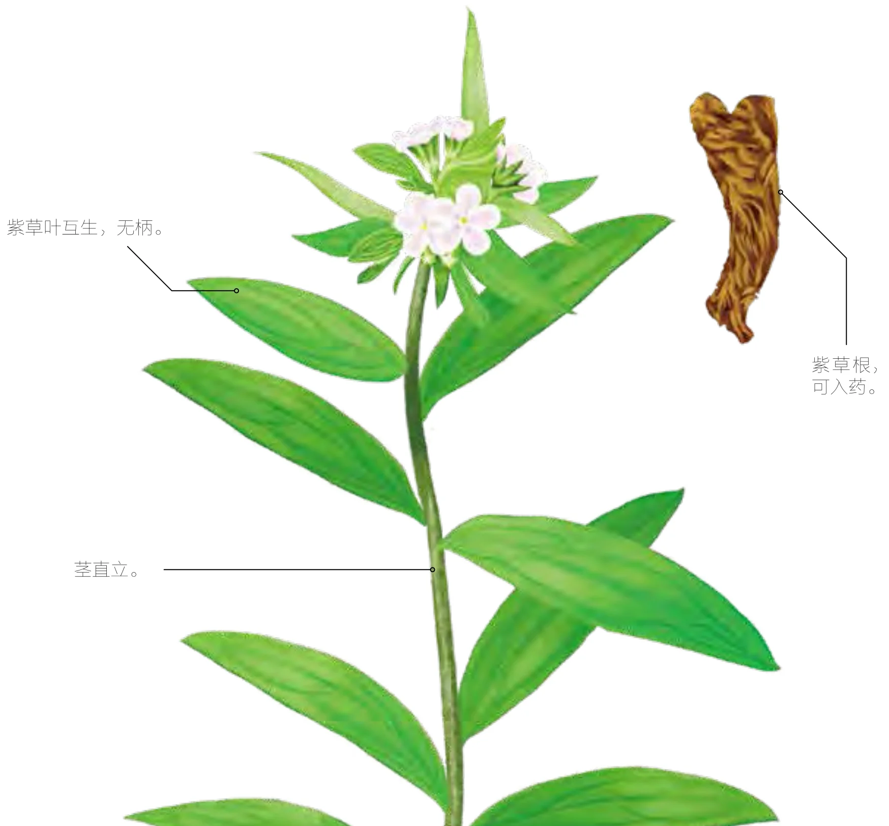 紫草