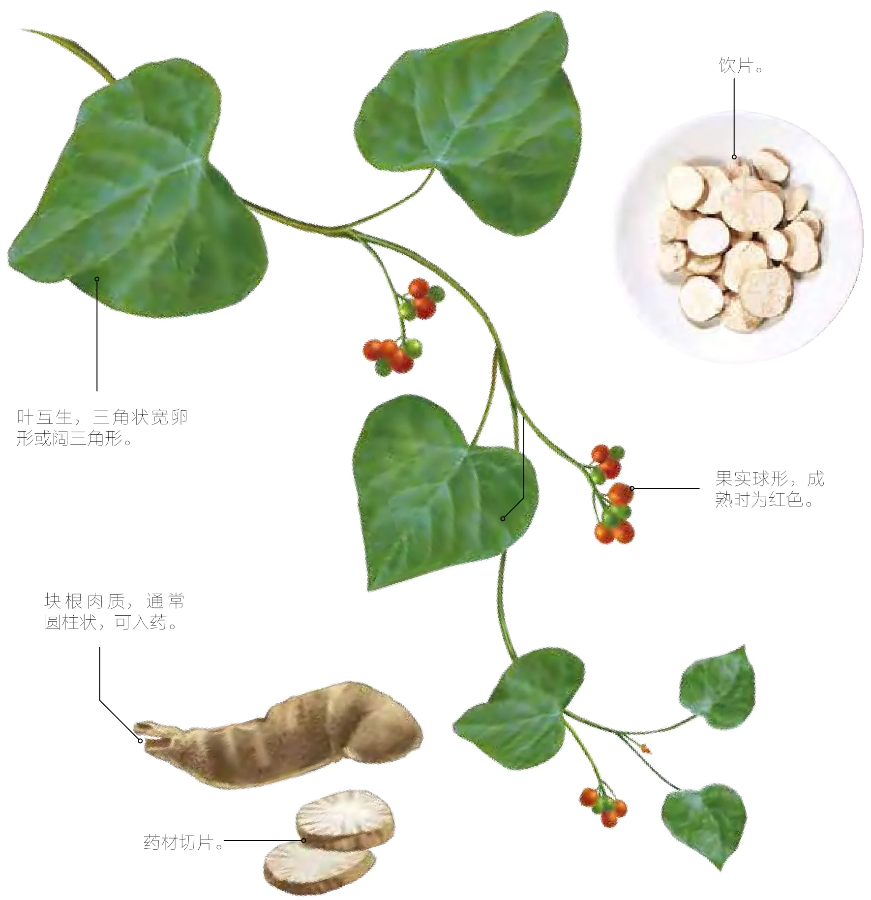 防己