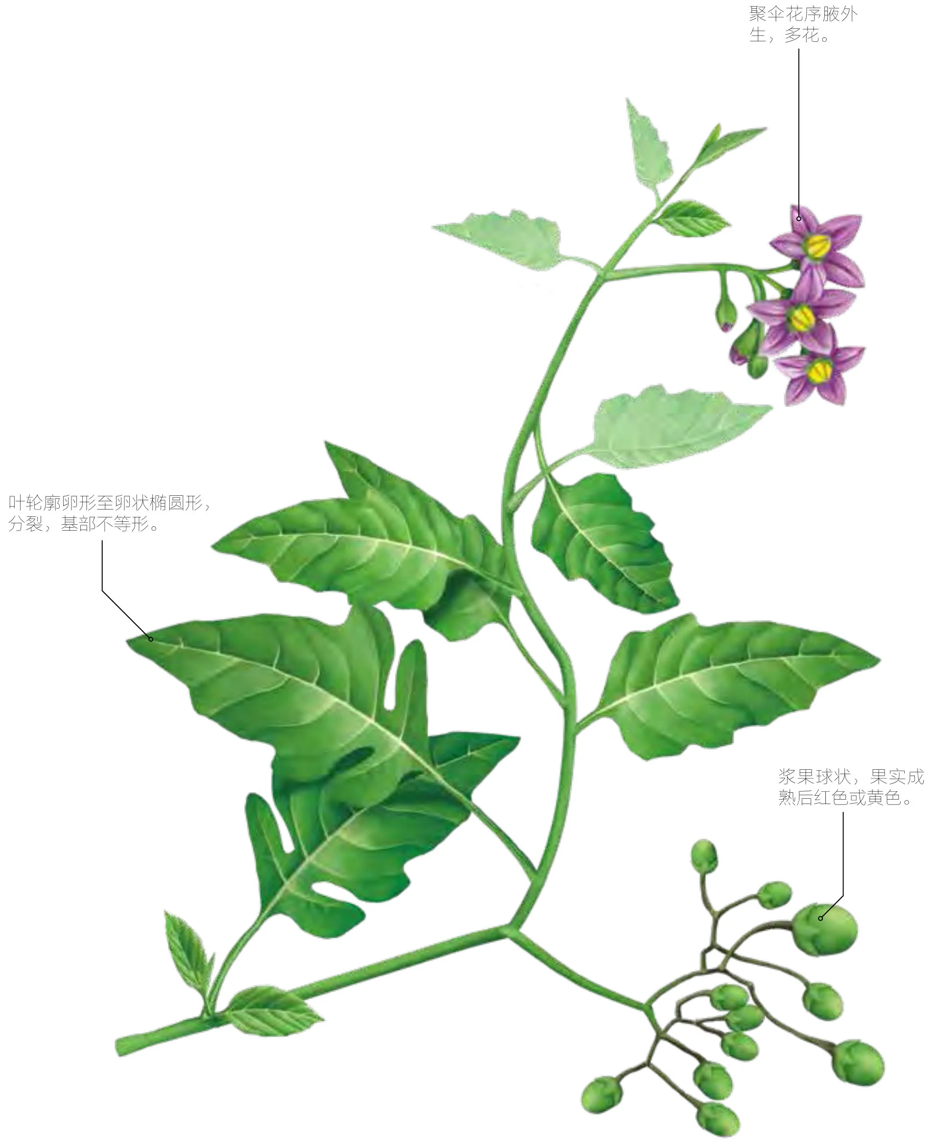 蜀羊泉
