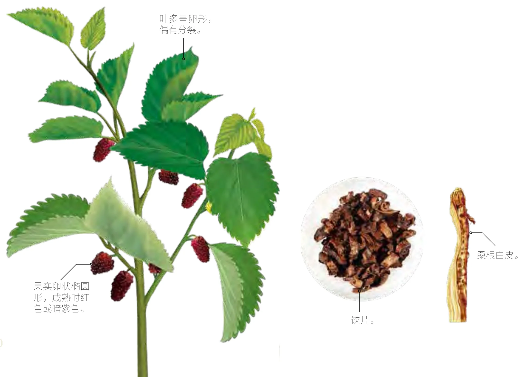 桑根白皮
