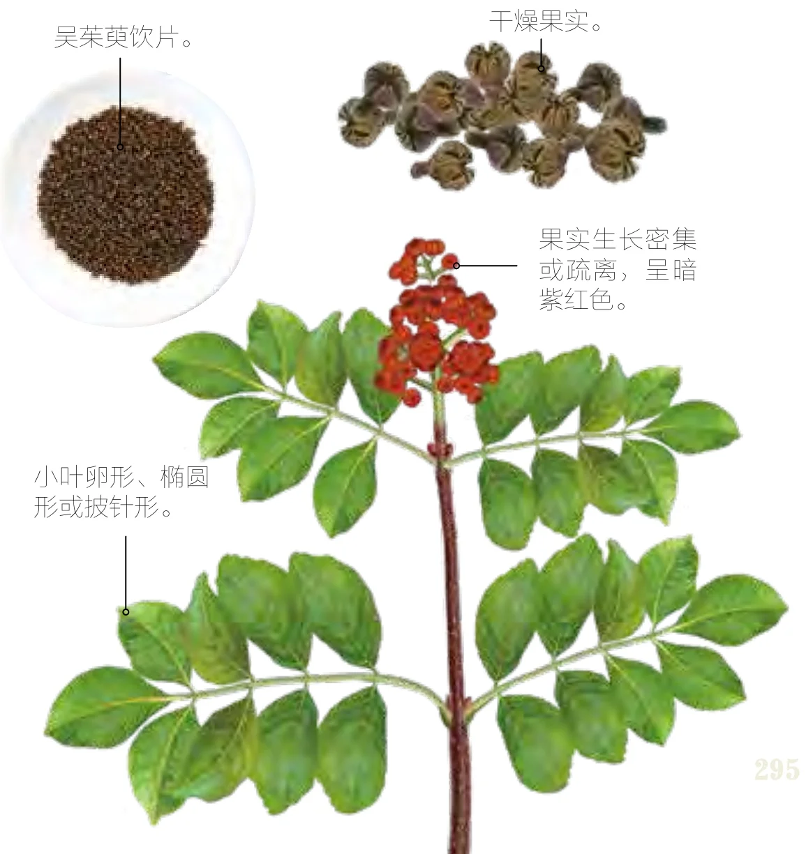 吴茱萸