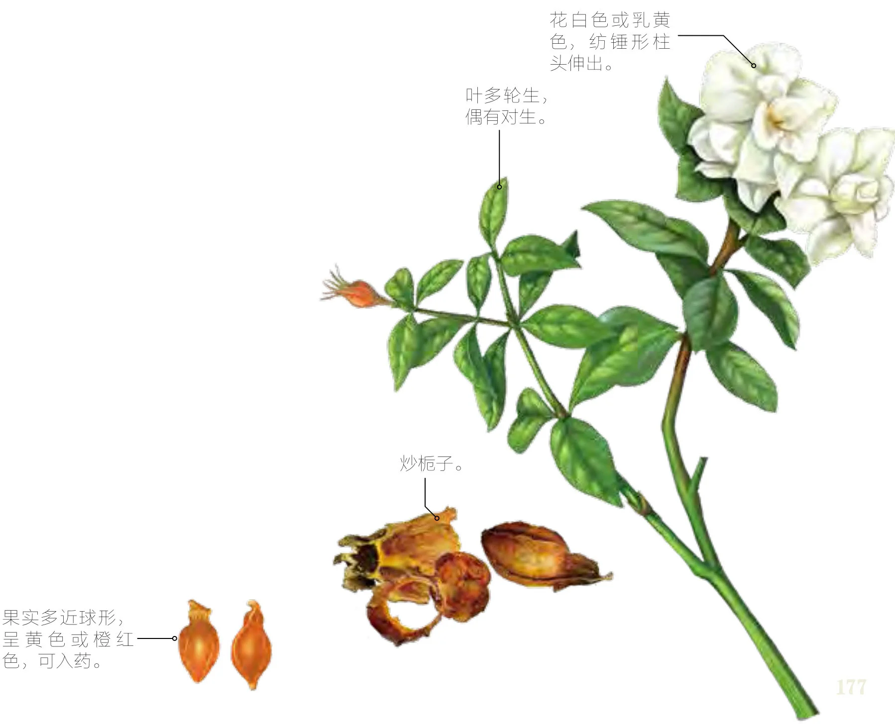 栀子