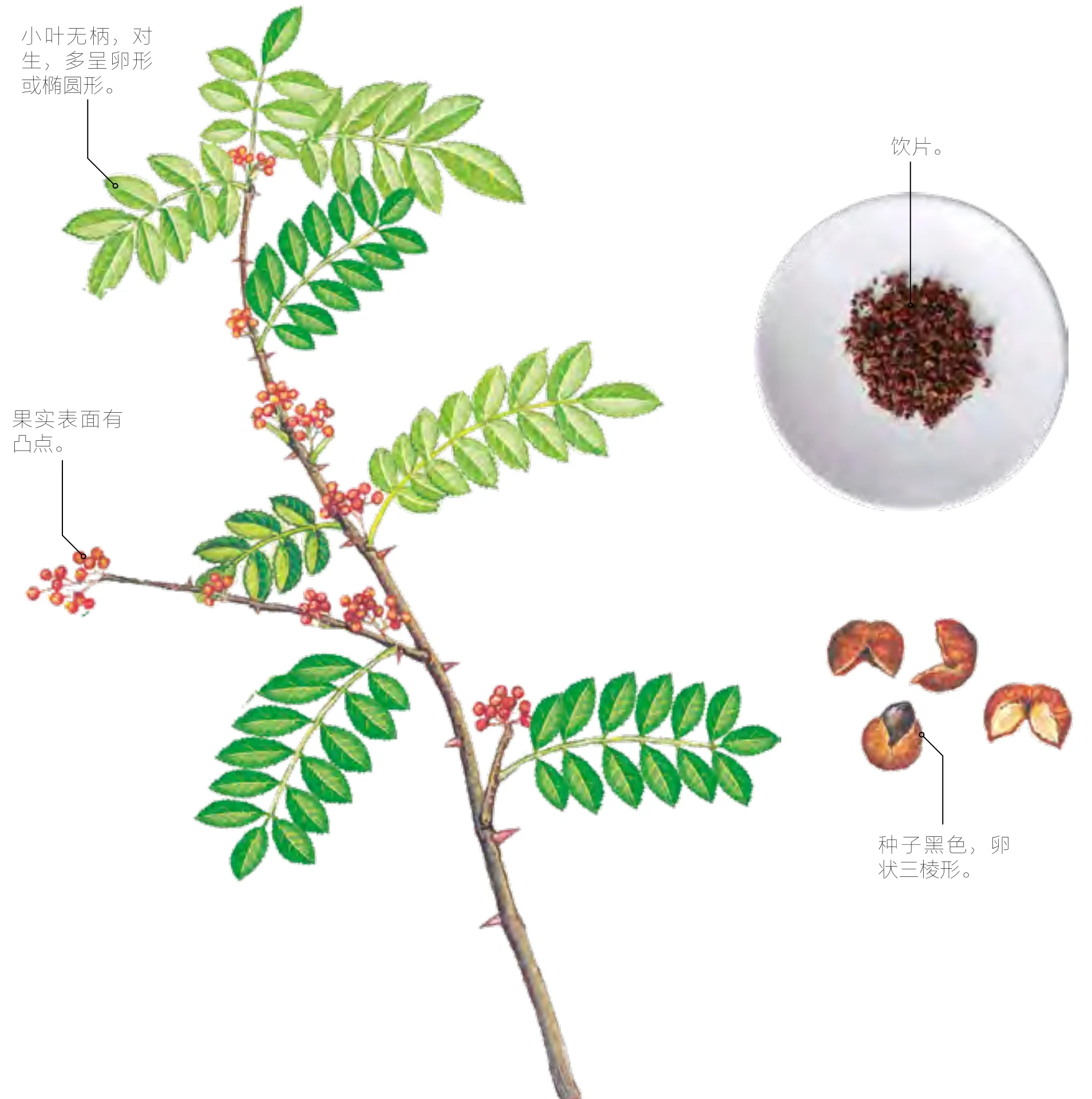 秦椒