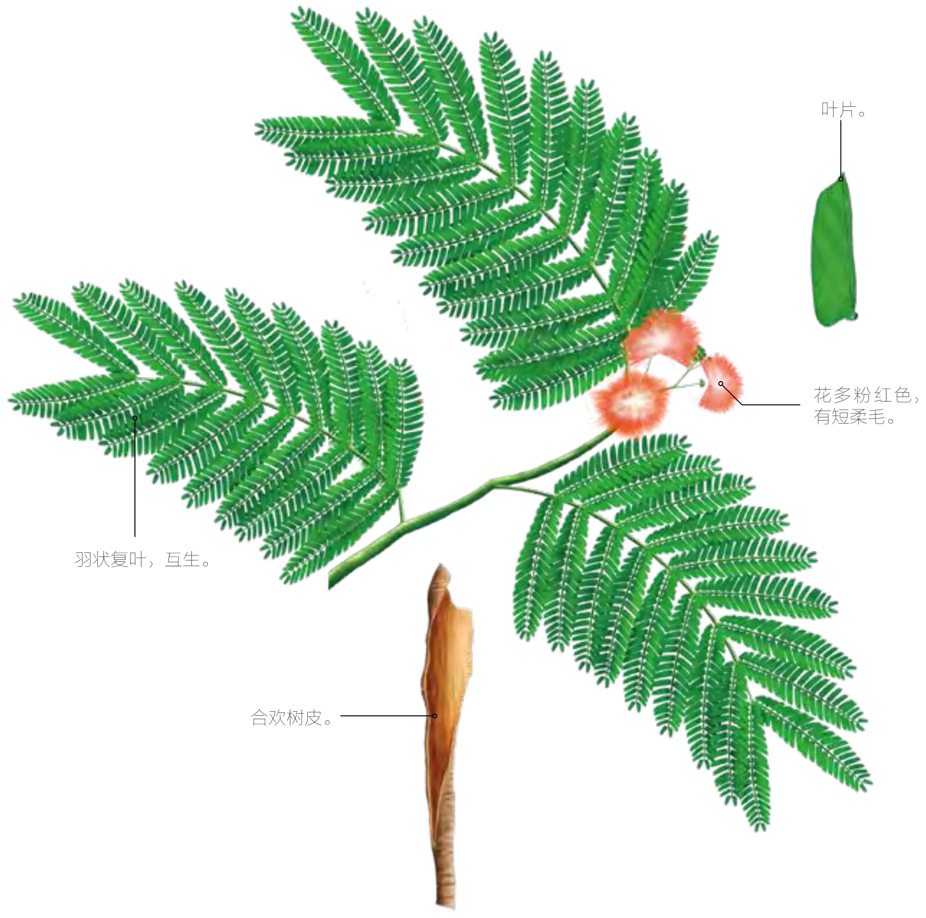 合欢