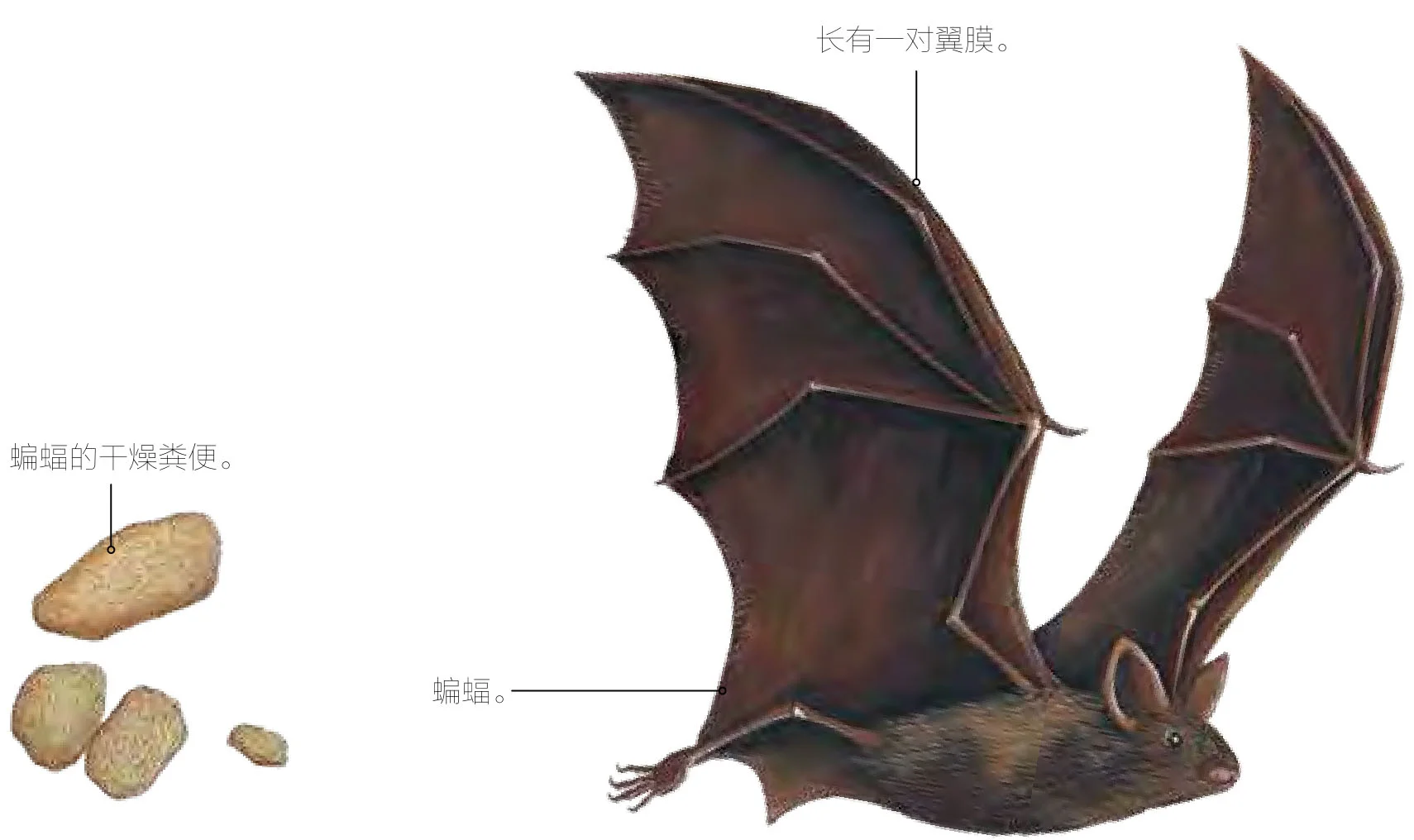 天鼠屎
