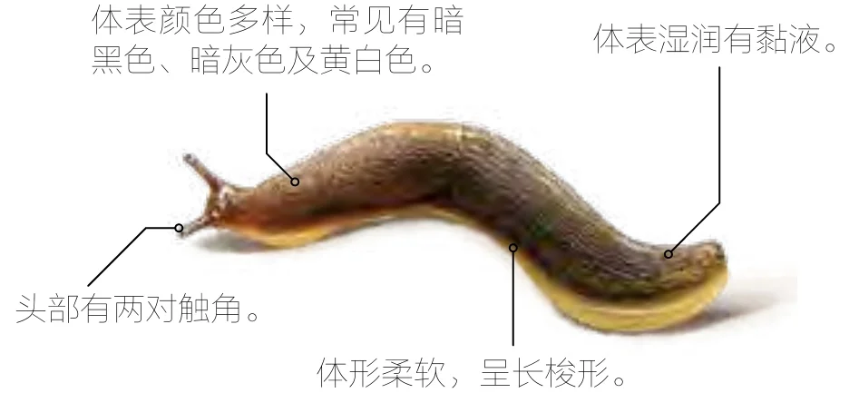 蛞蝓