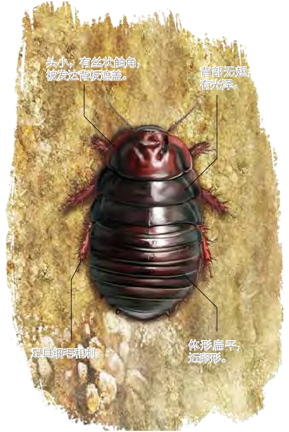 蟅虫
