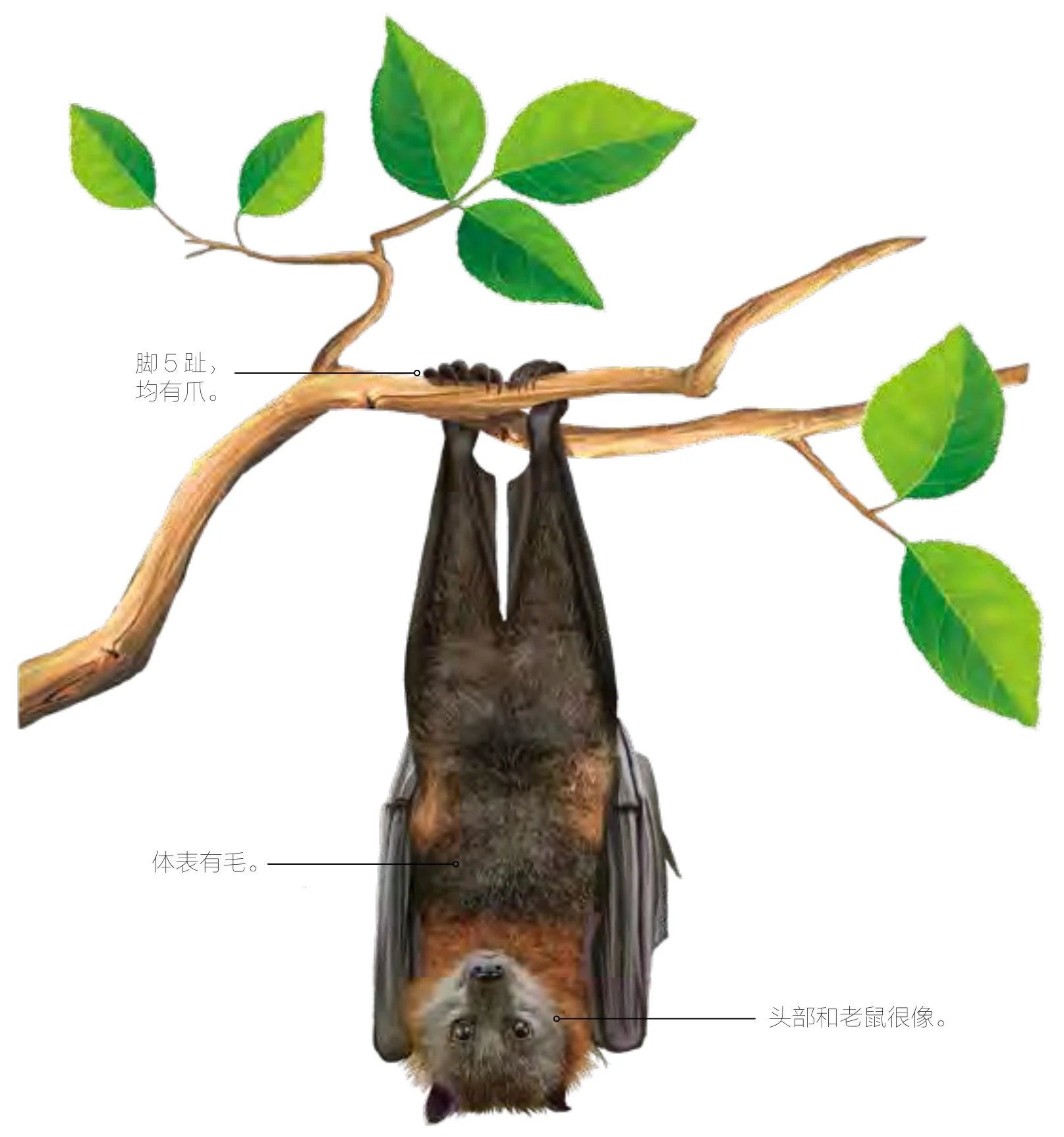 伏翼
