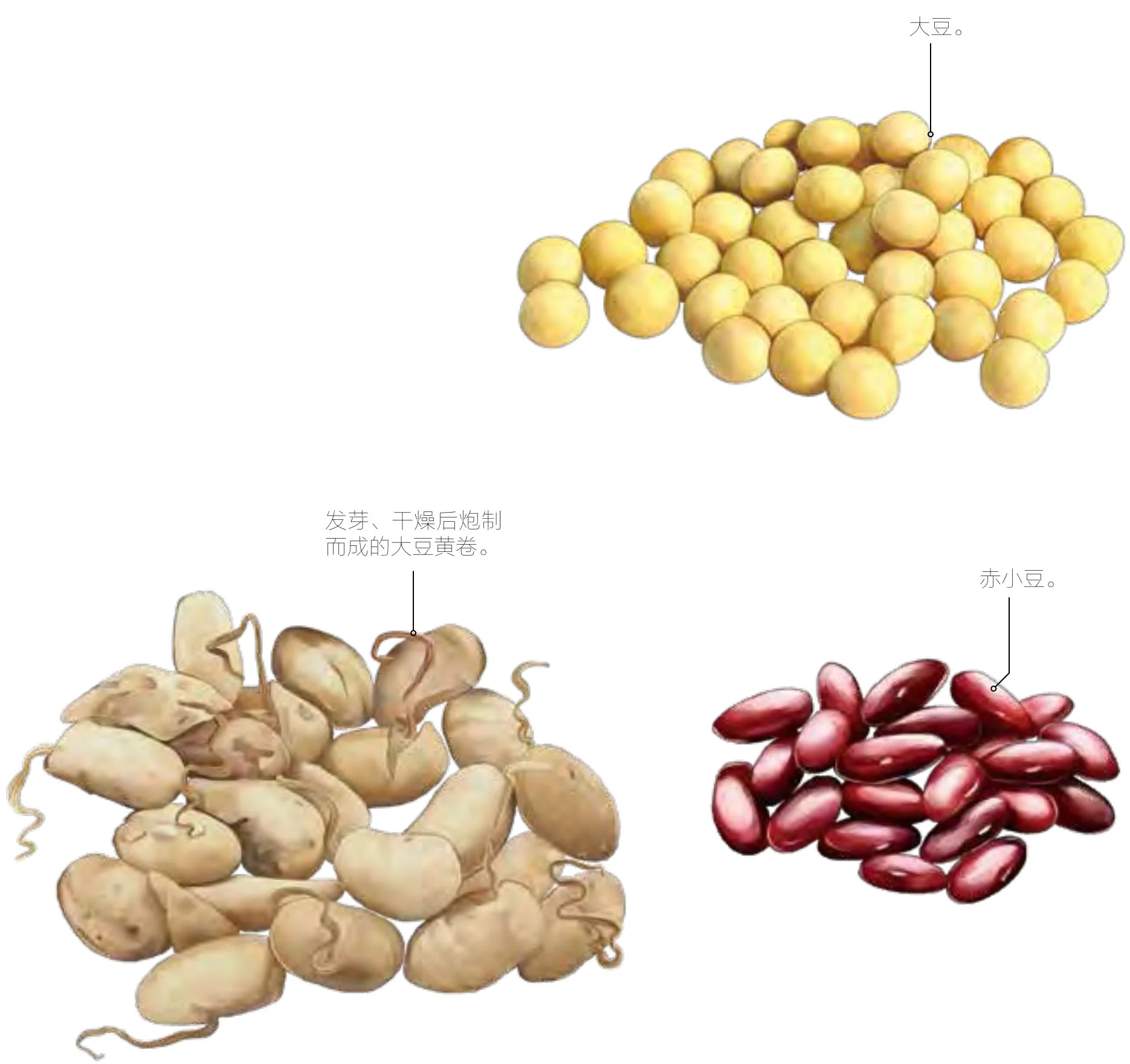 大豆黄卷