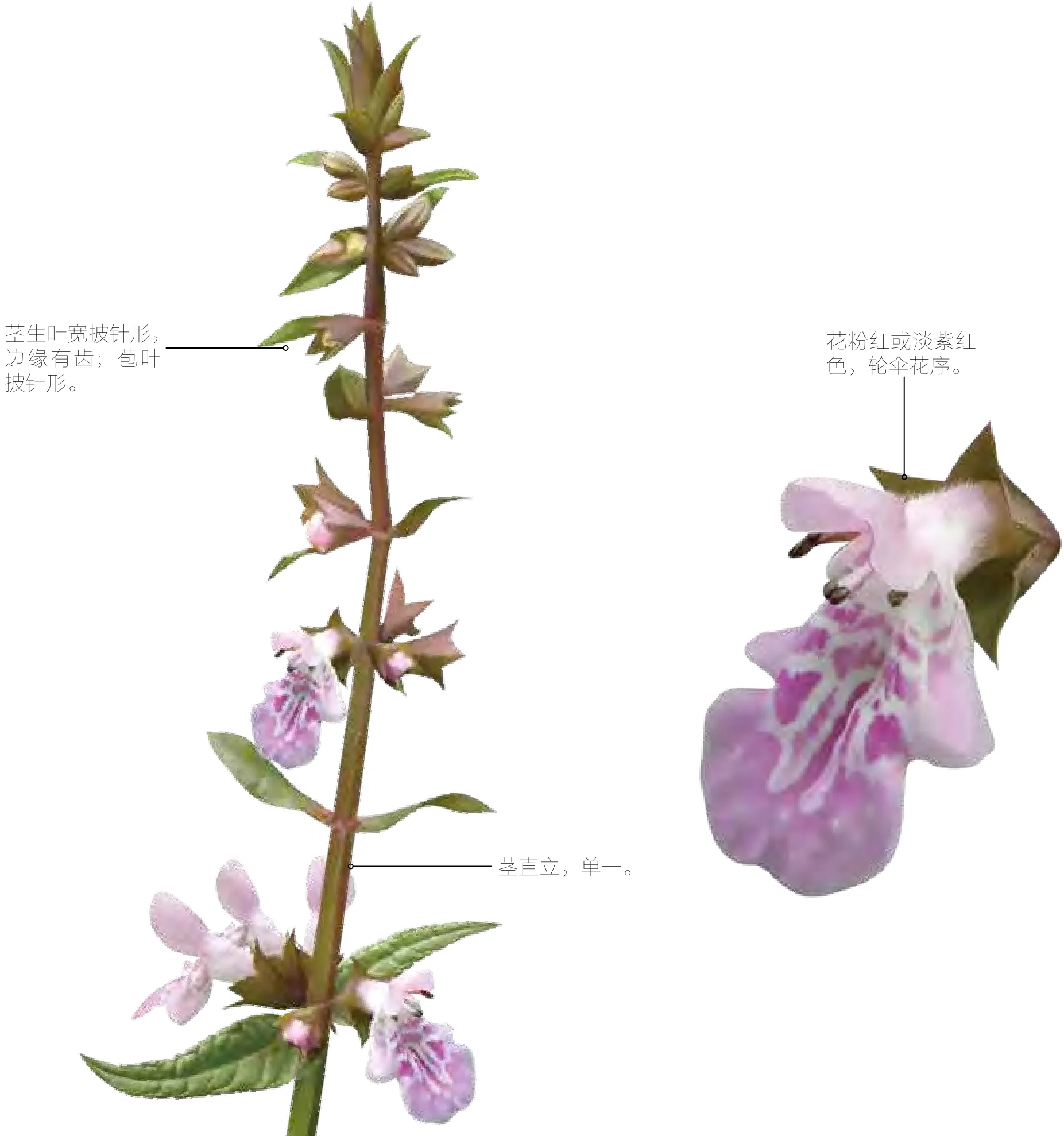 水苏