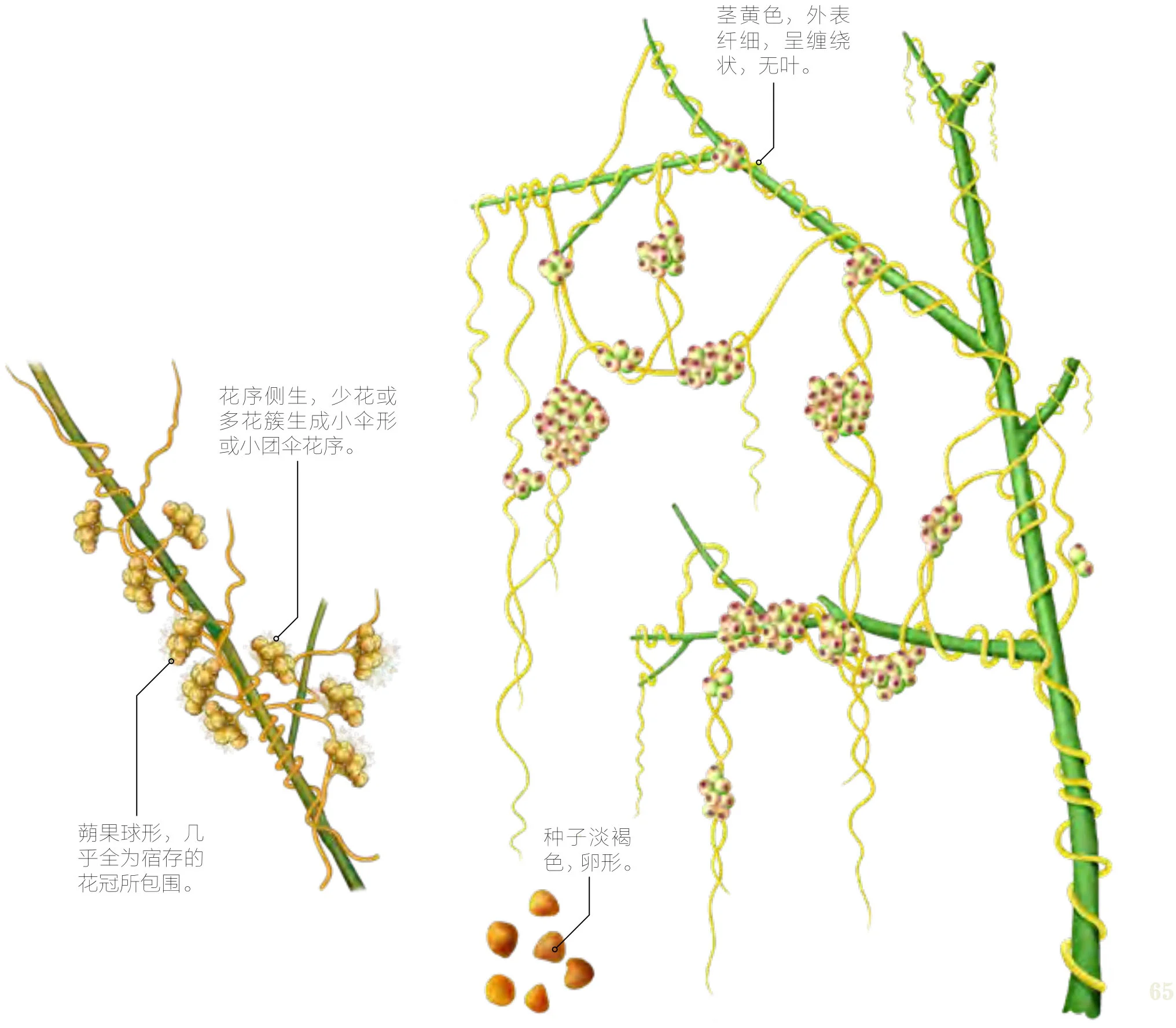 菟丝子