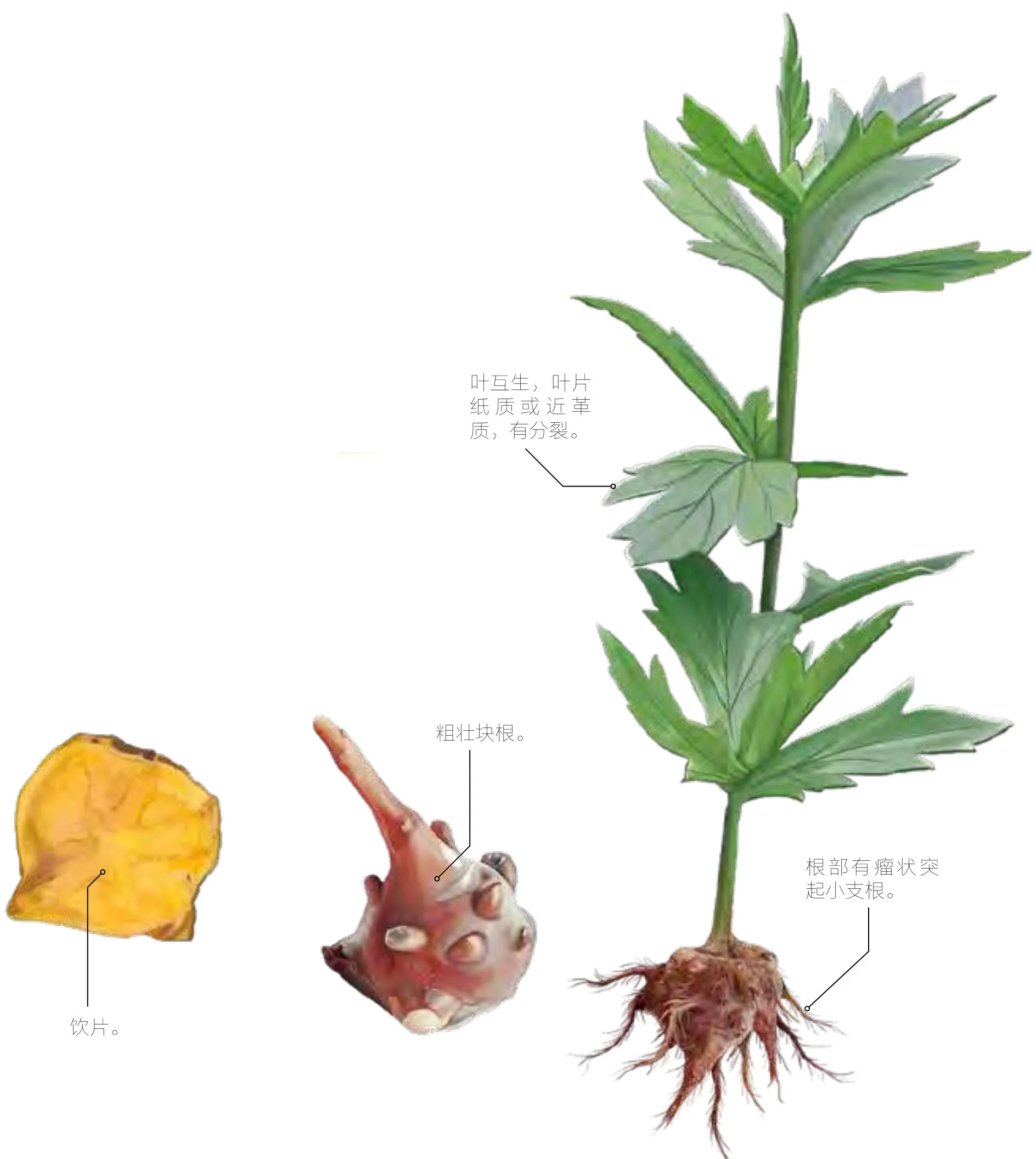 附子