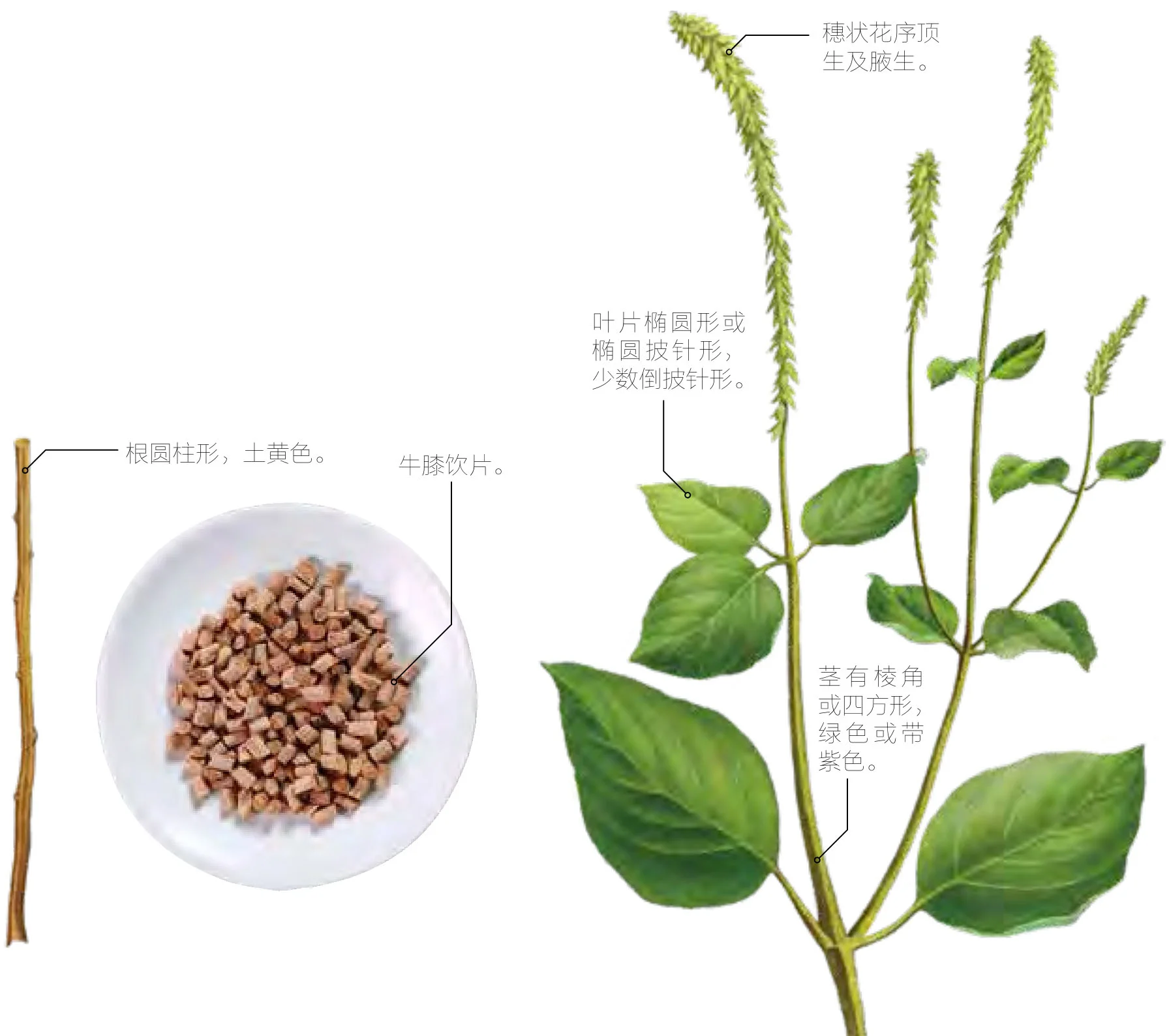 牛膝