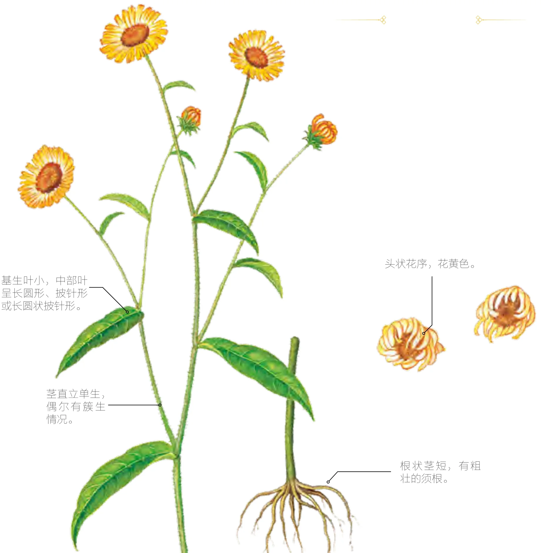 旋覆花