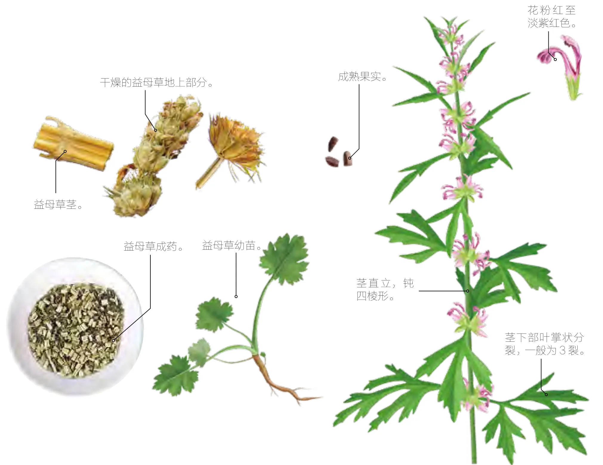 充蔚子