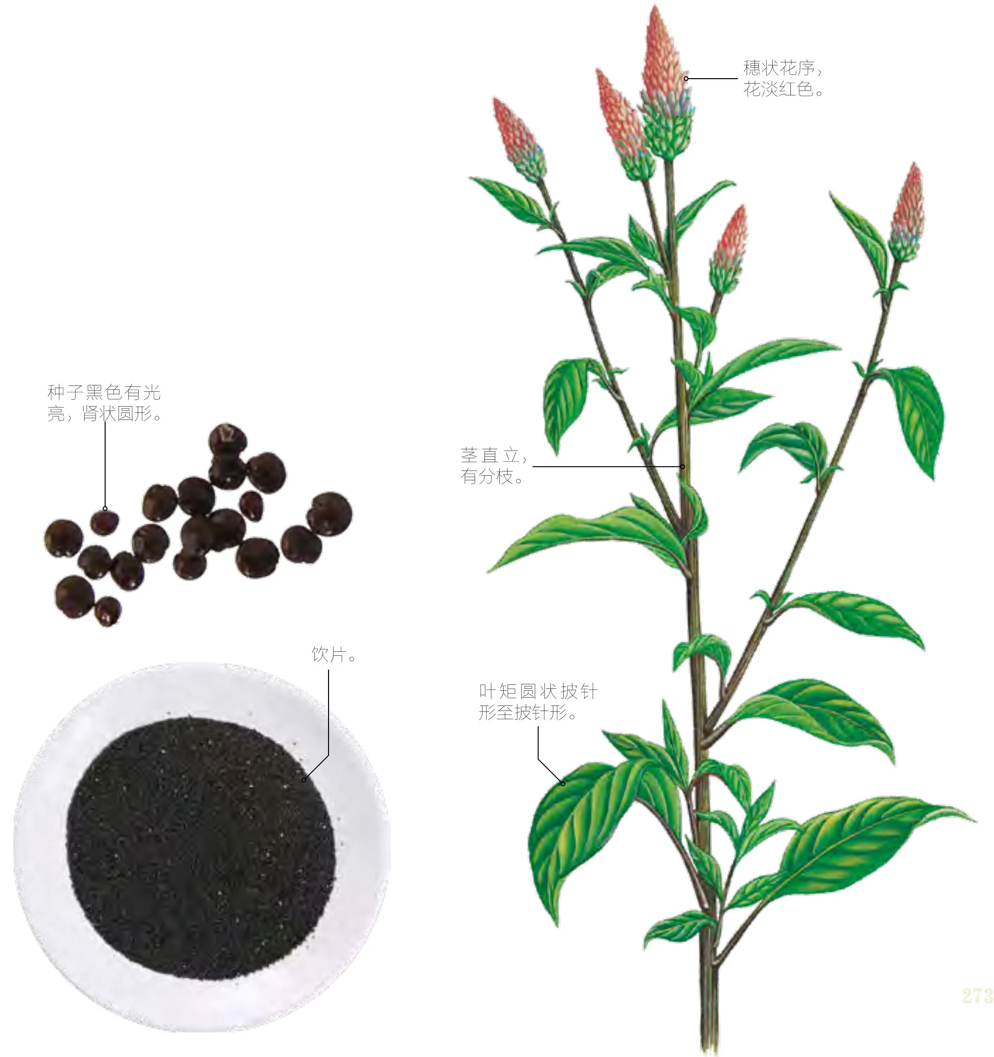 青葙子