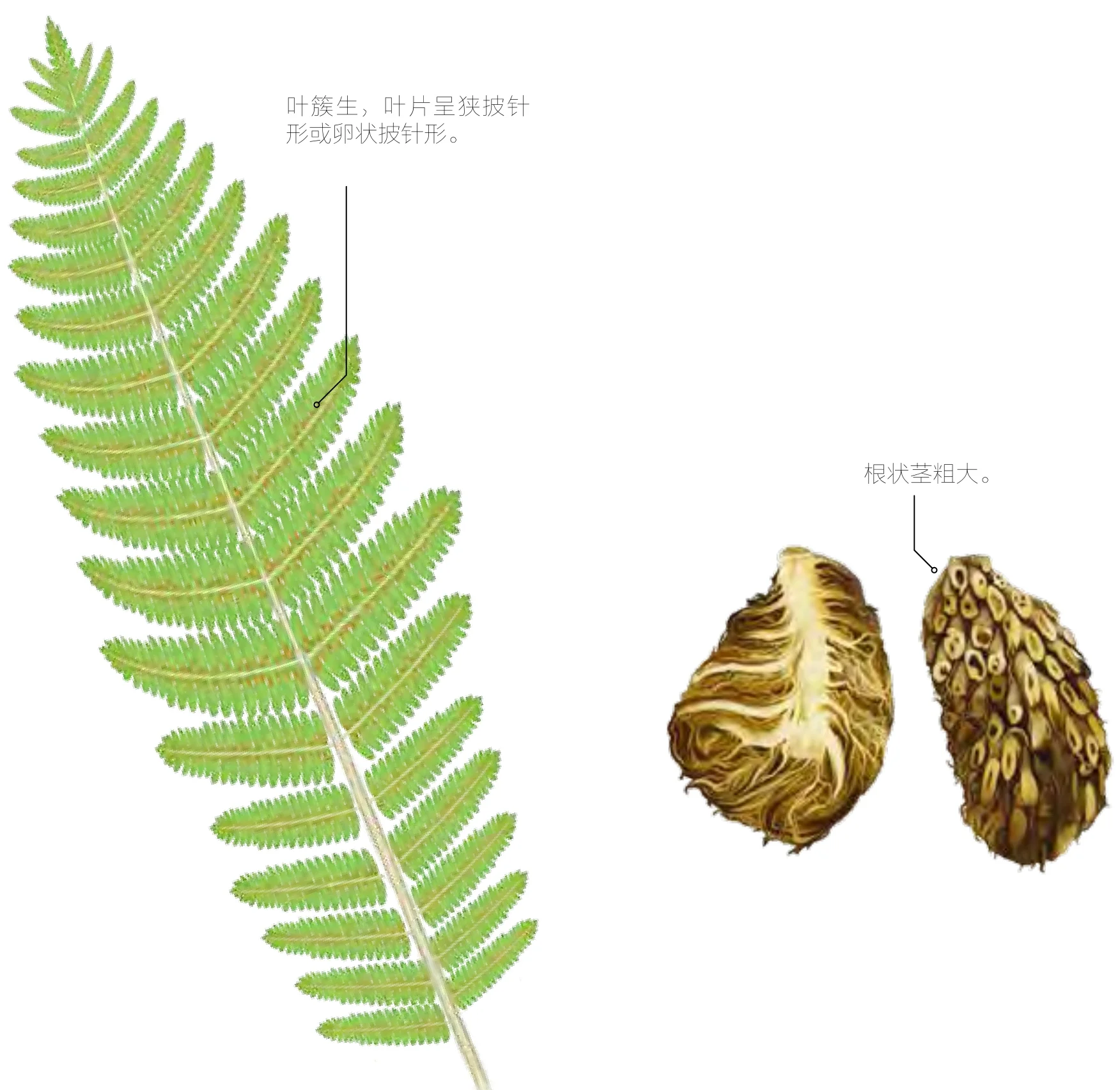 贯众
