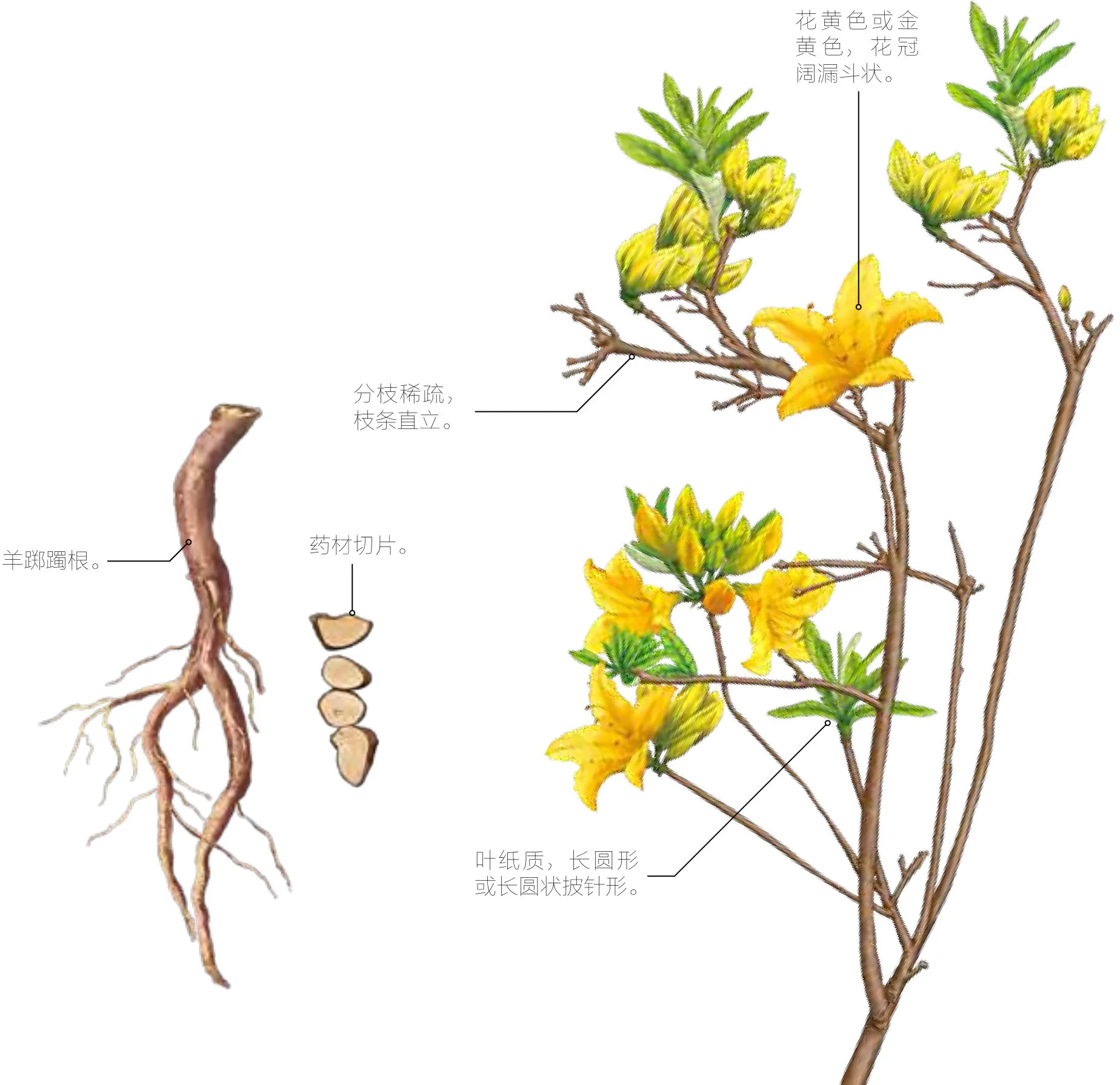 羊踯躅