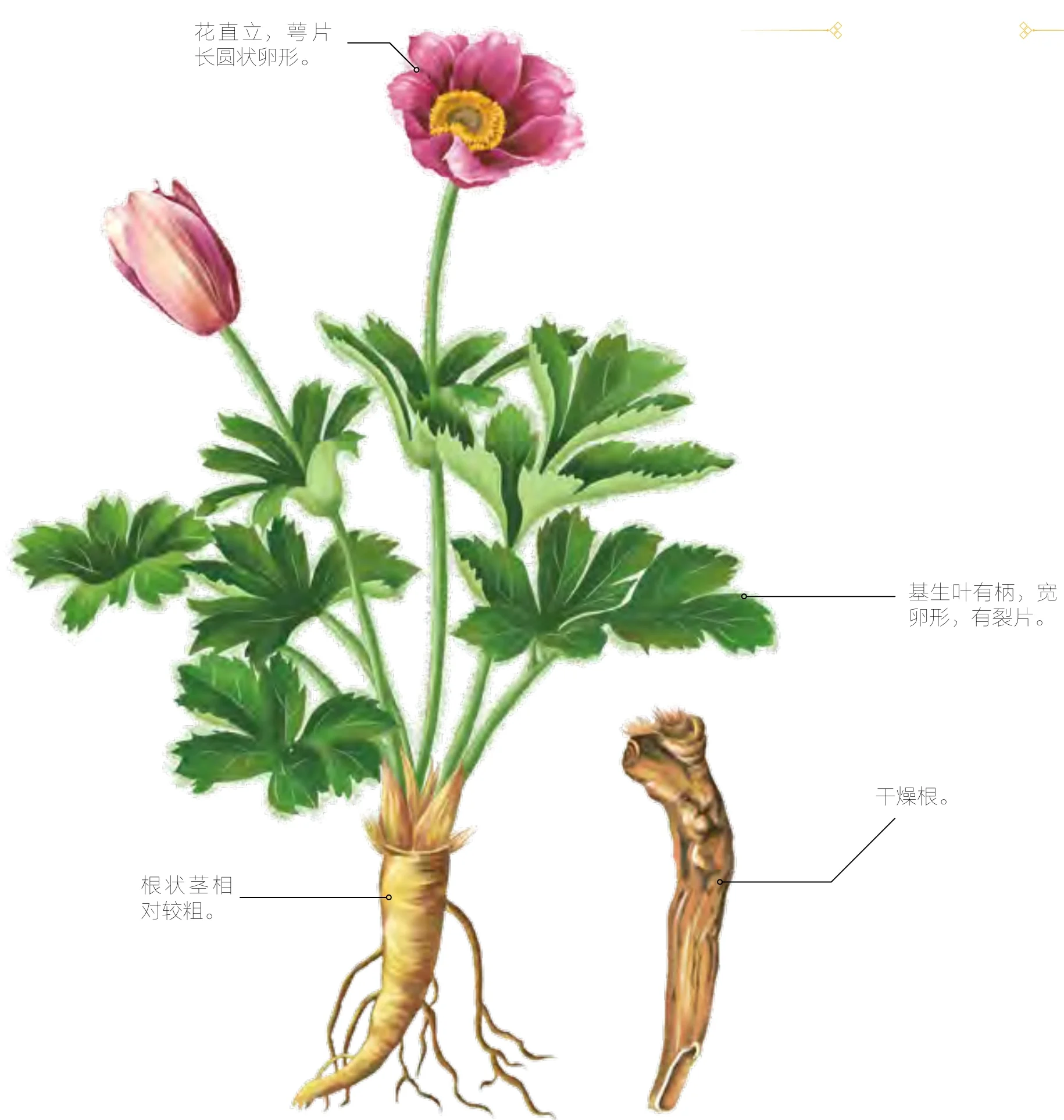 白头翁