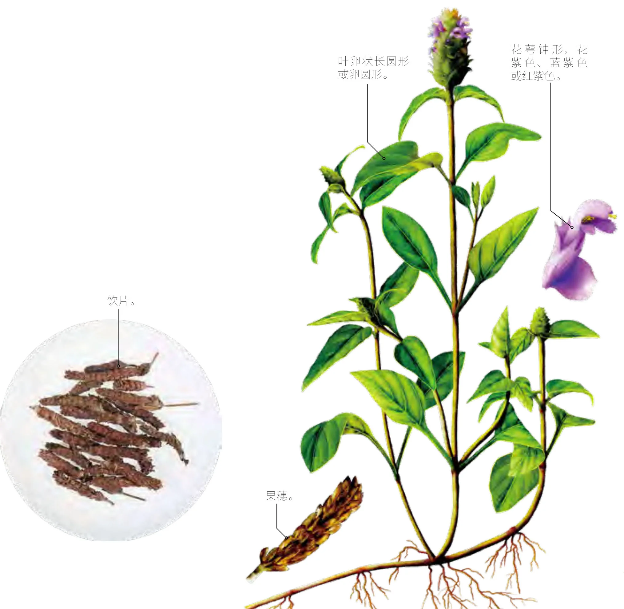 夏枯草