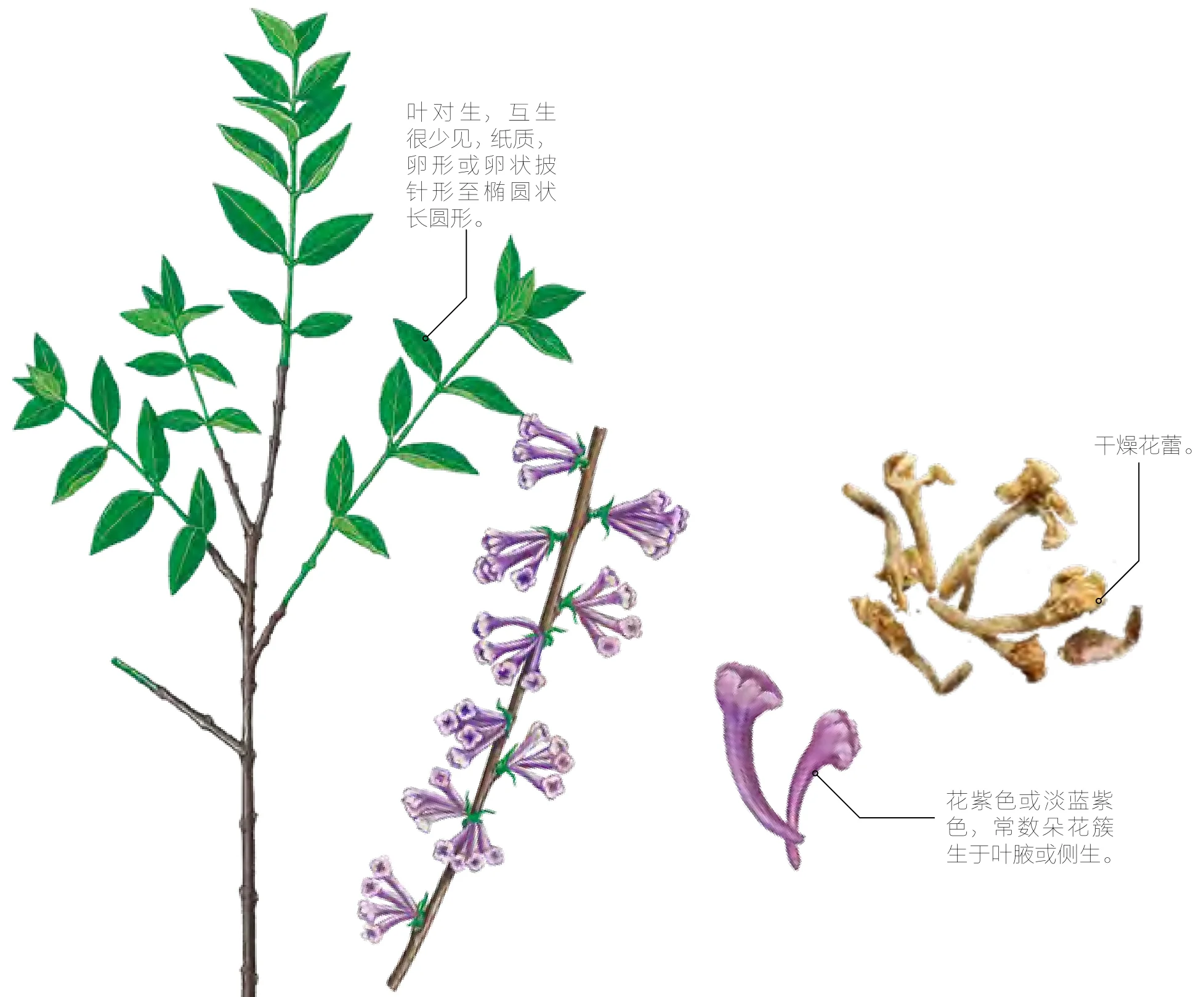 芫花
