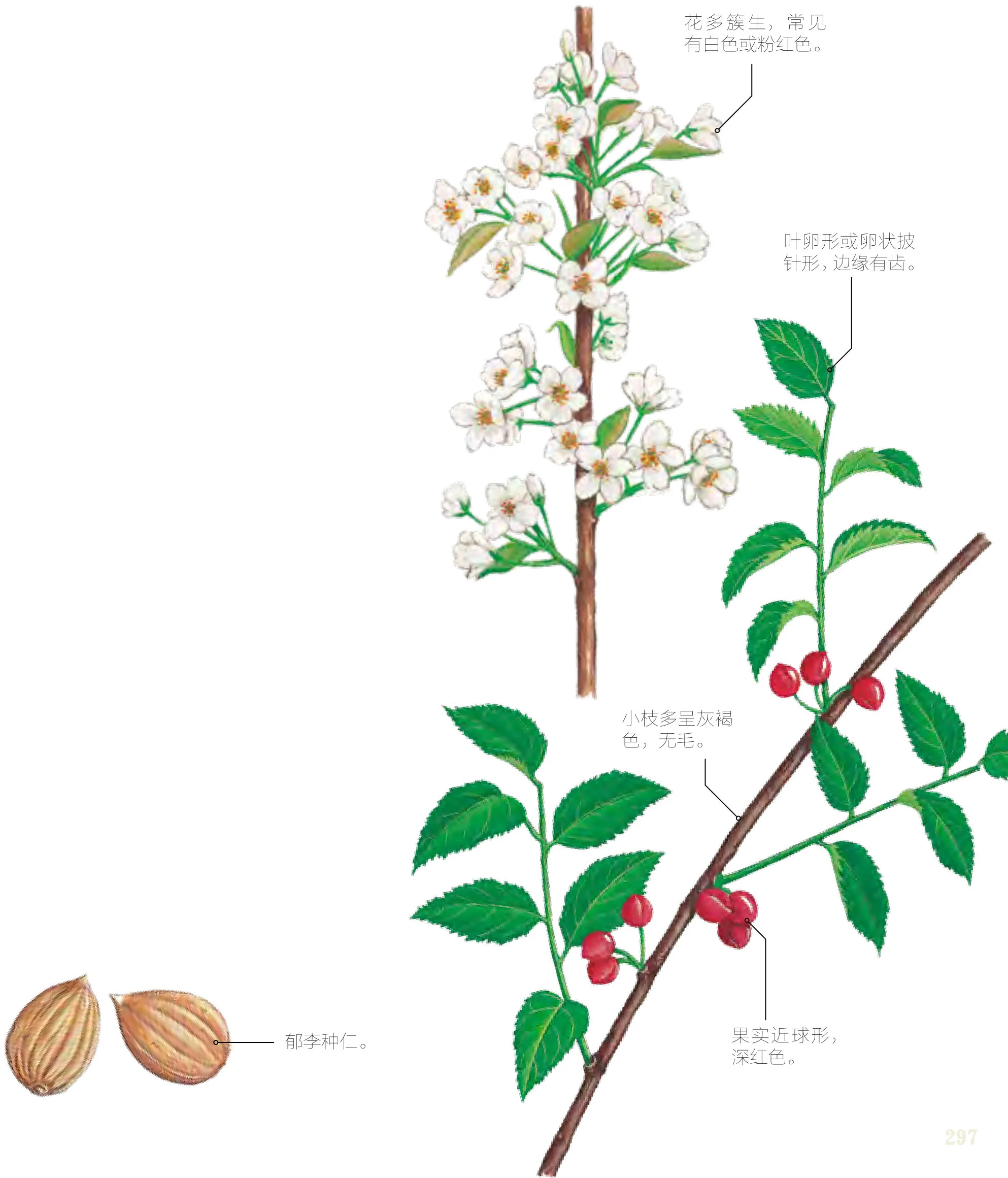 郁李仁