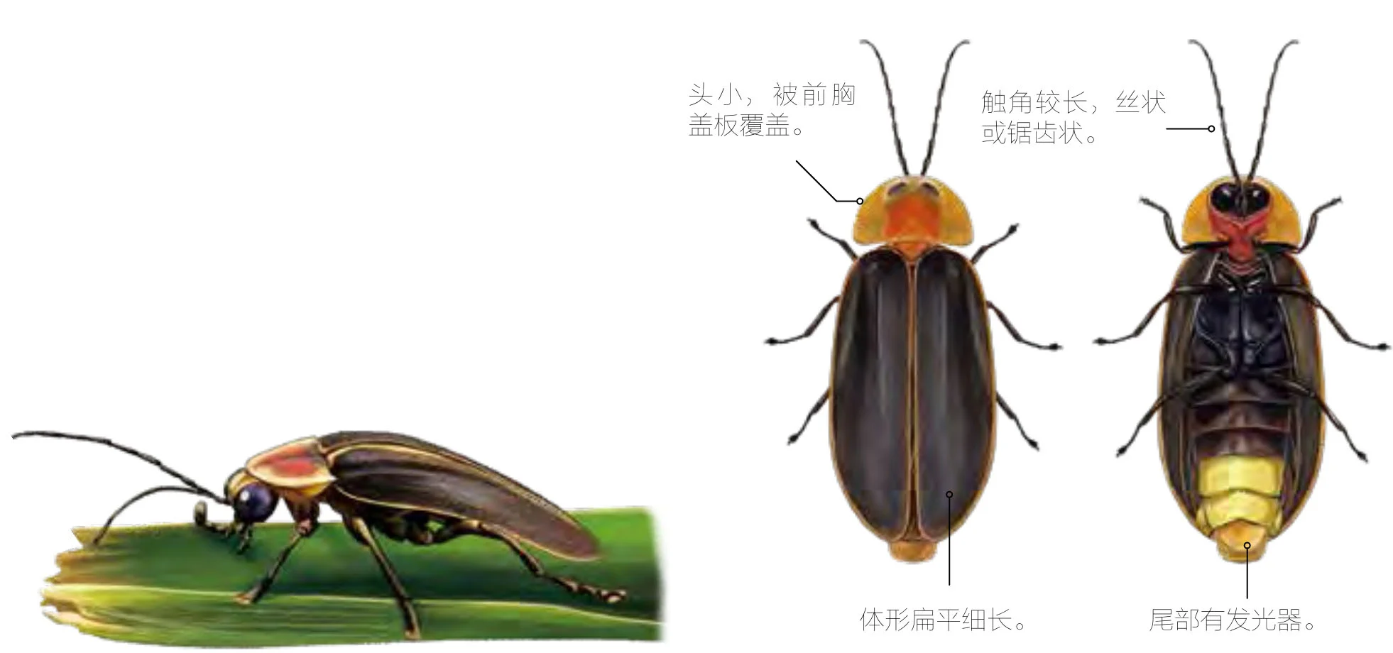 萤火