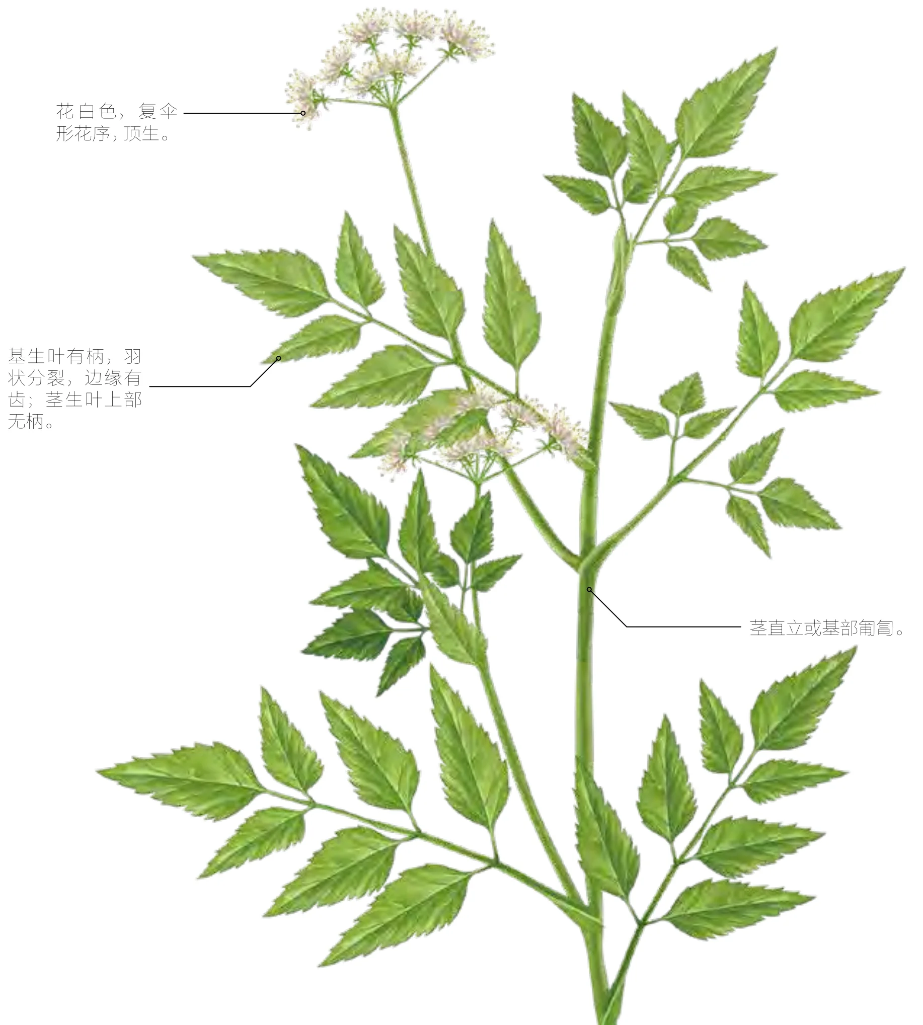 水靳