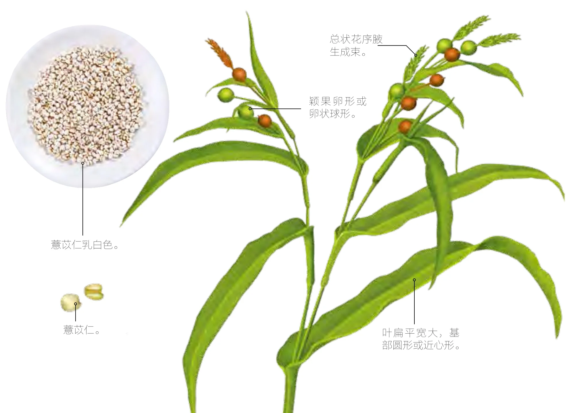 薏苡仁