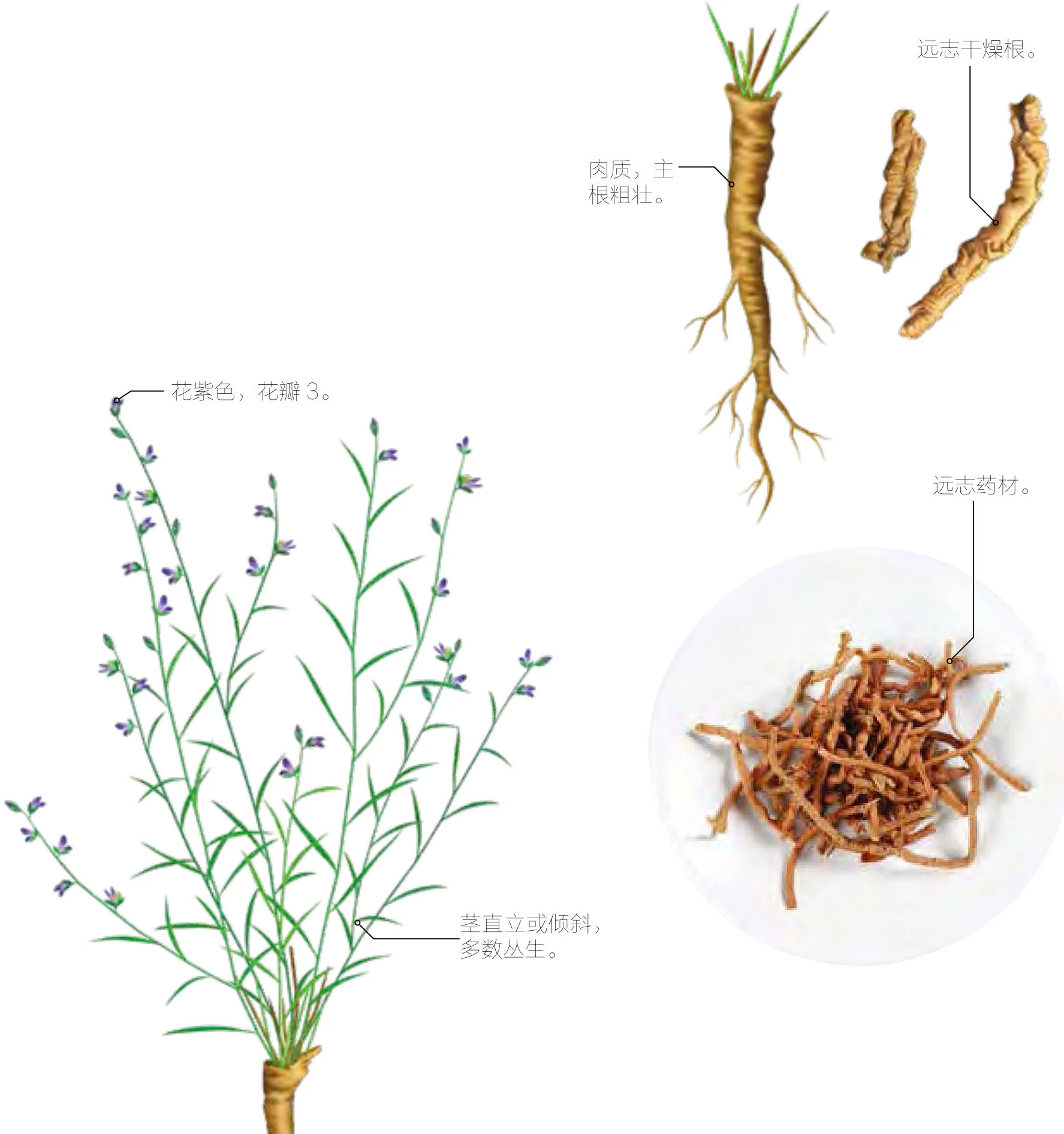 远志