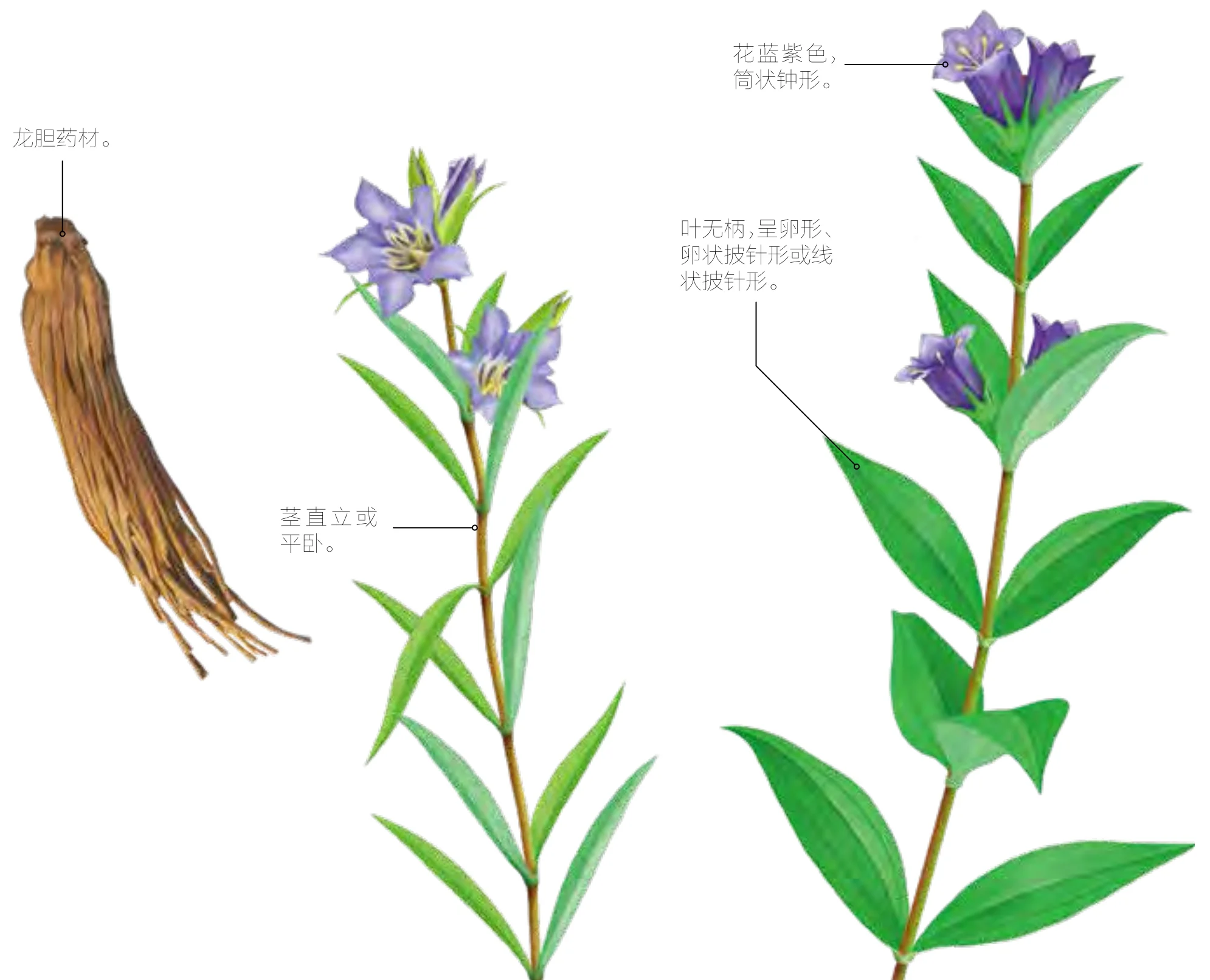 龙胆