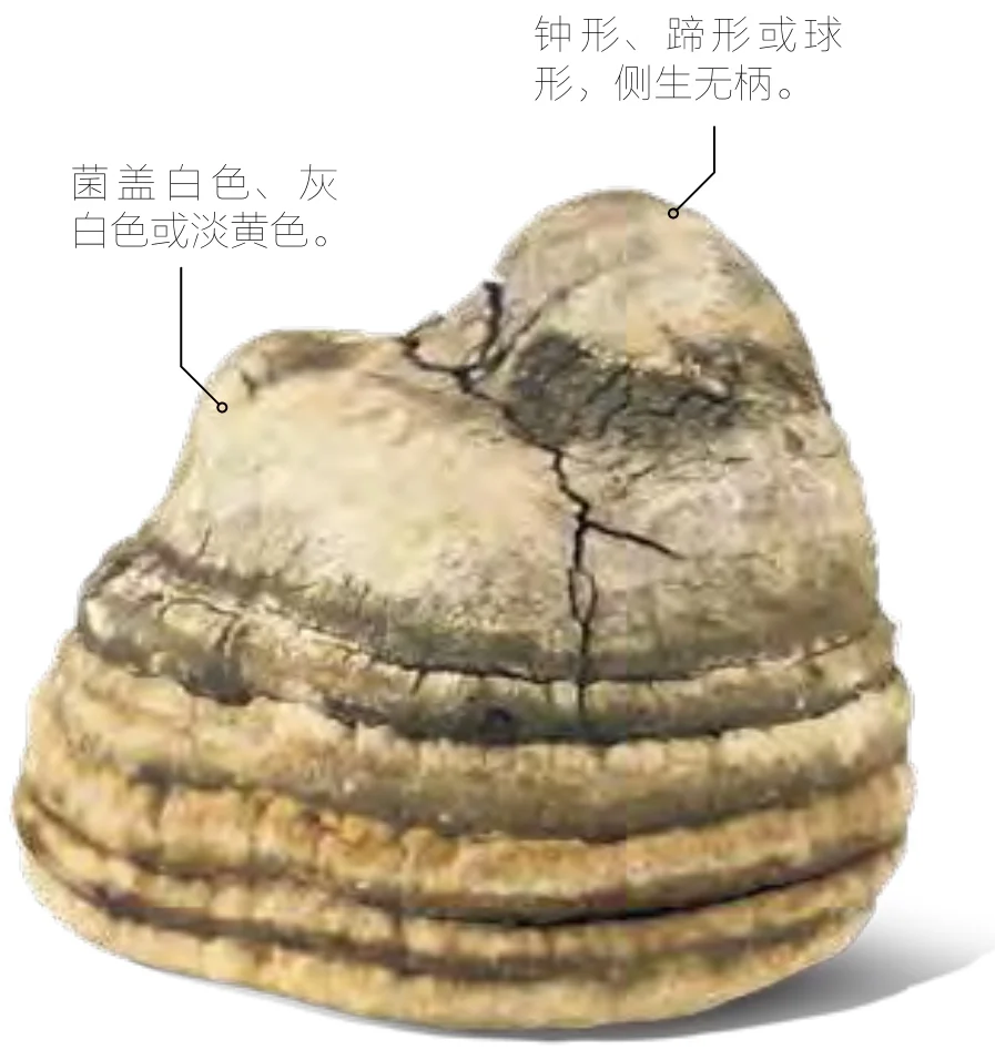 白芝