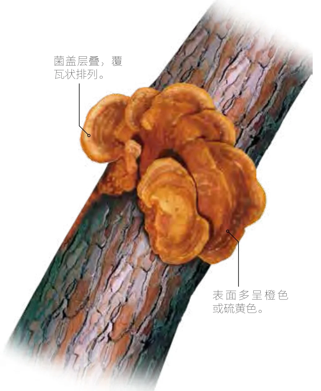 黄芝