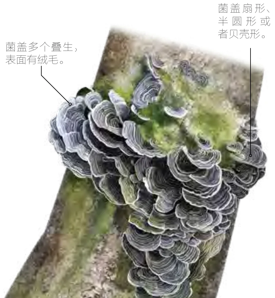 青芝