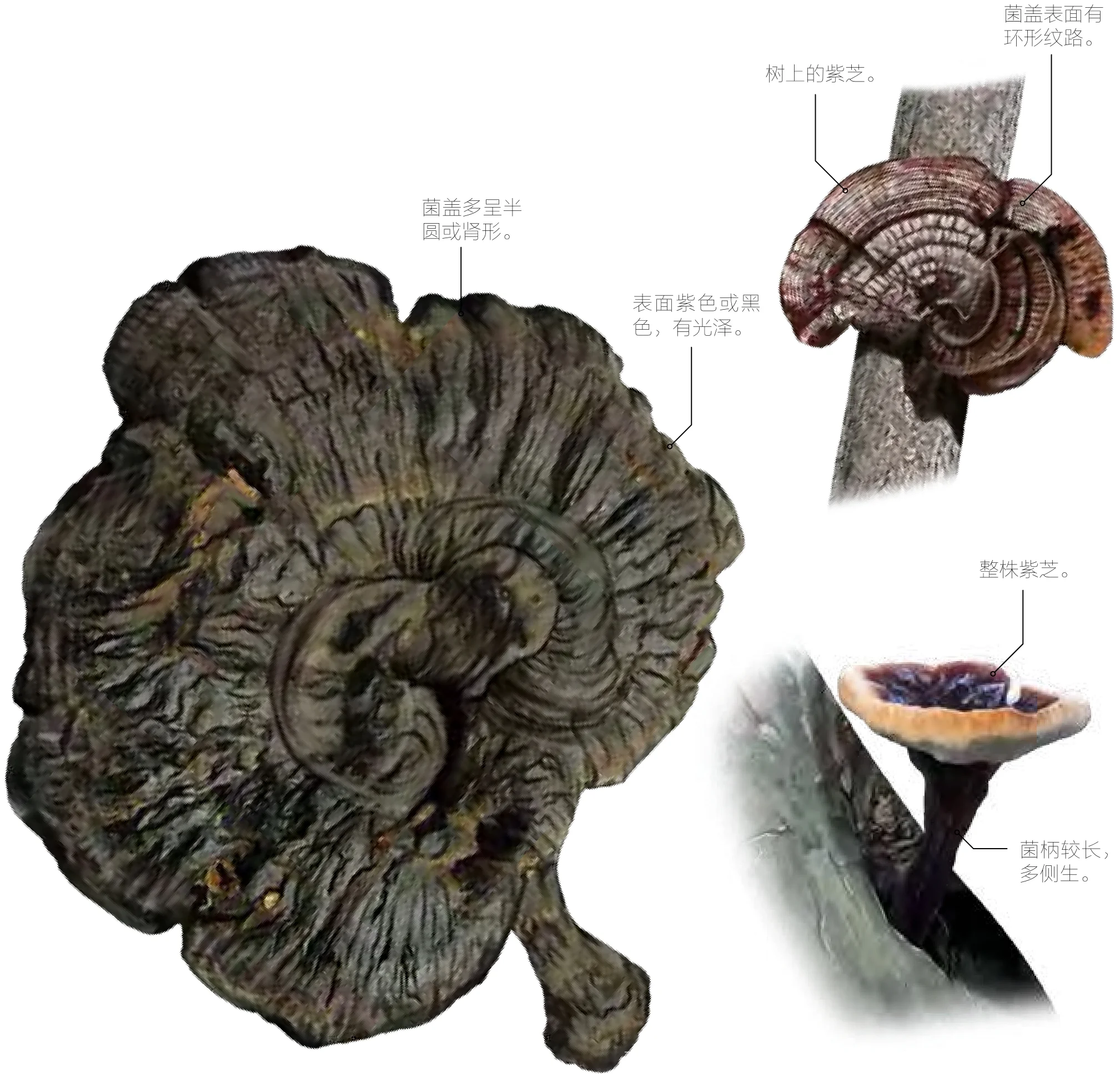 紫芝