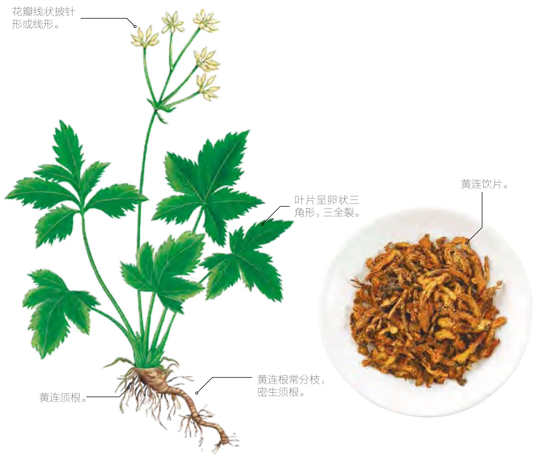 黄连