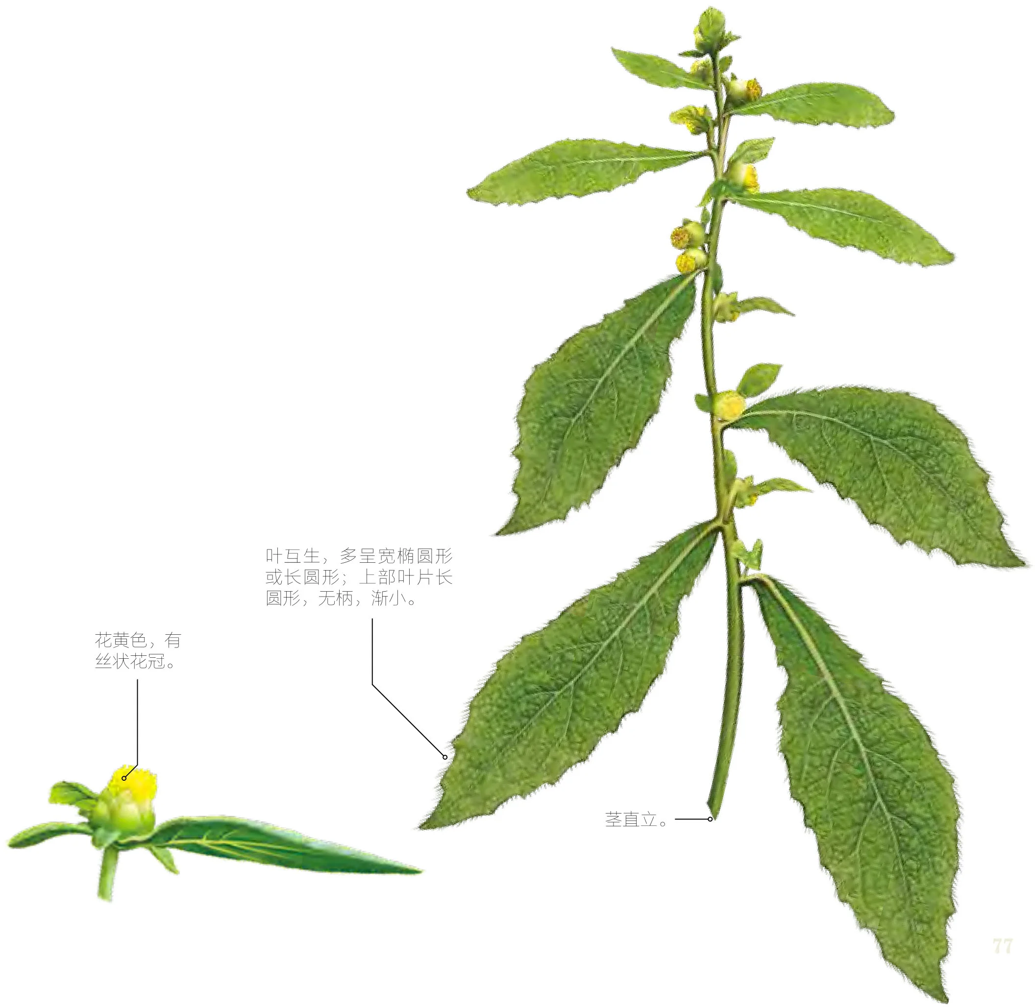 天名精