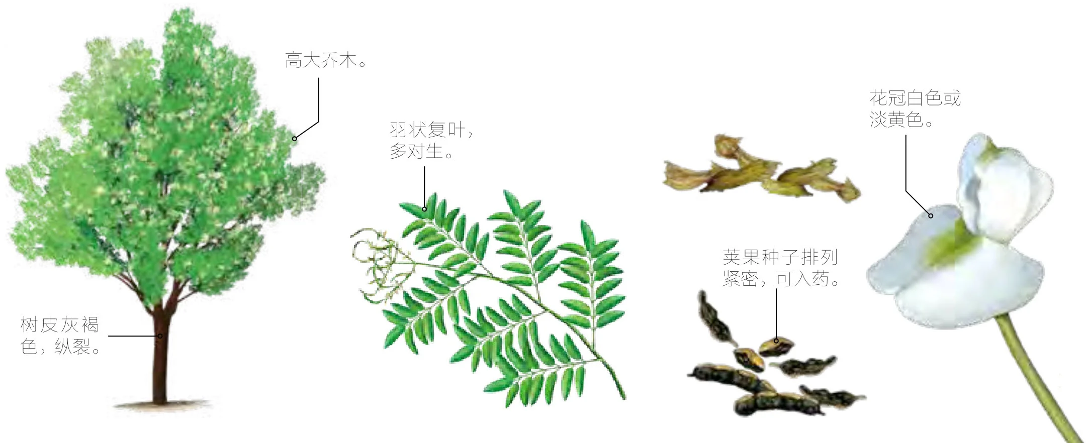 槐实