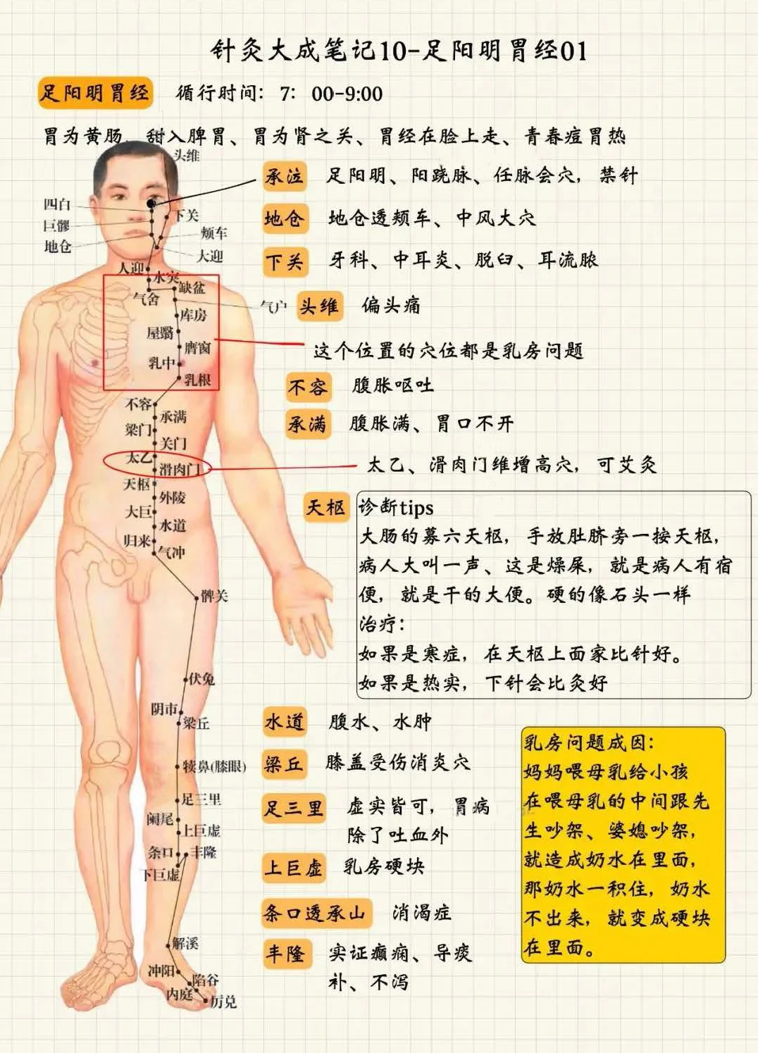 足阳明胃经1