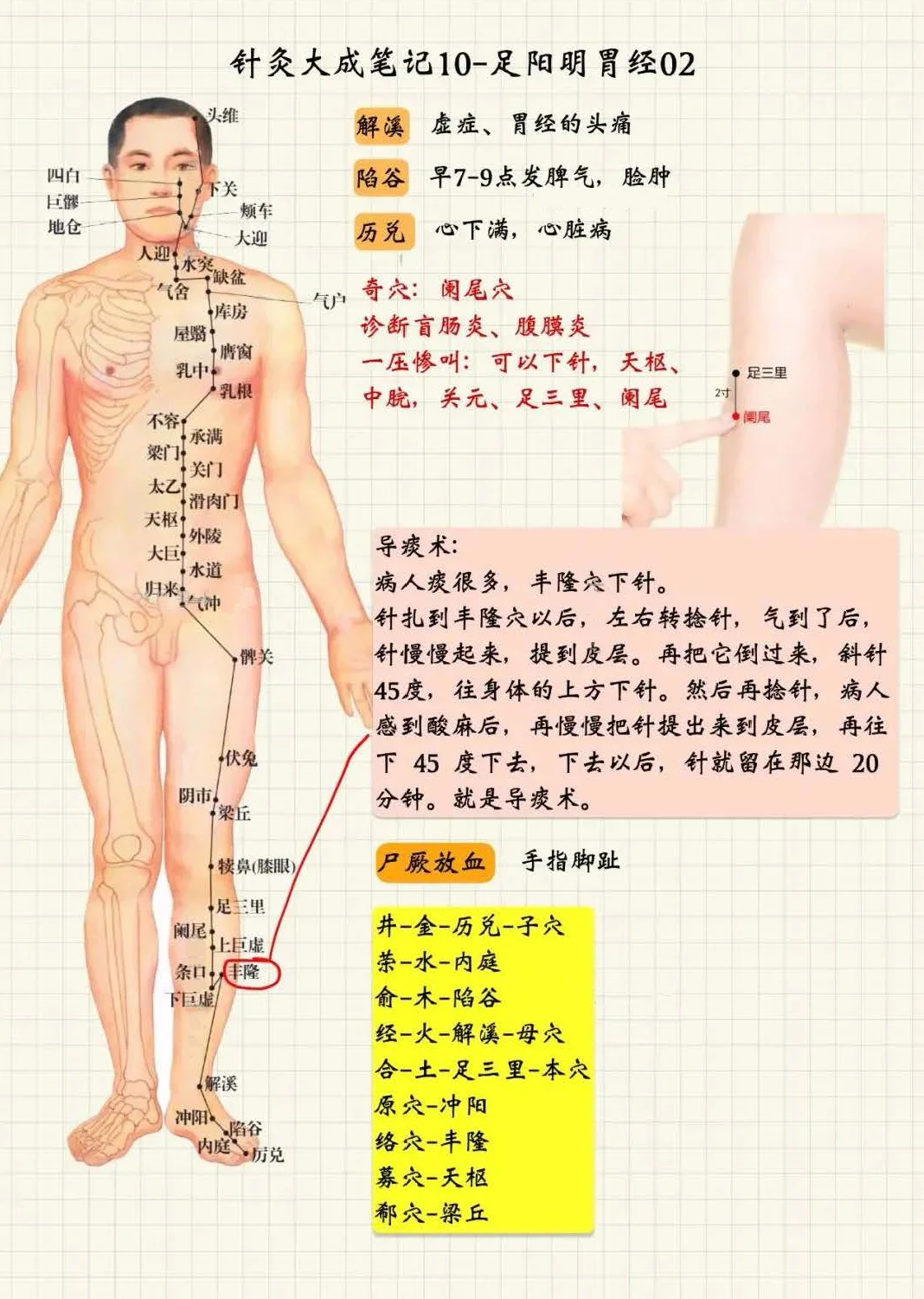 足阳明胃经2